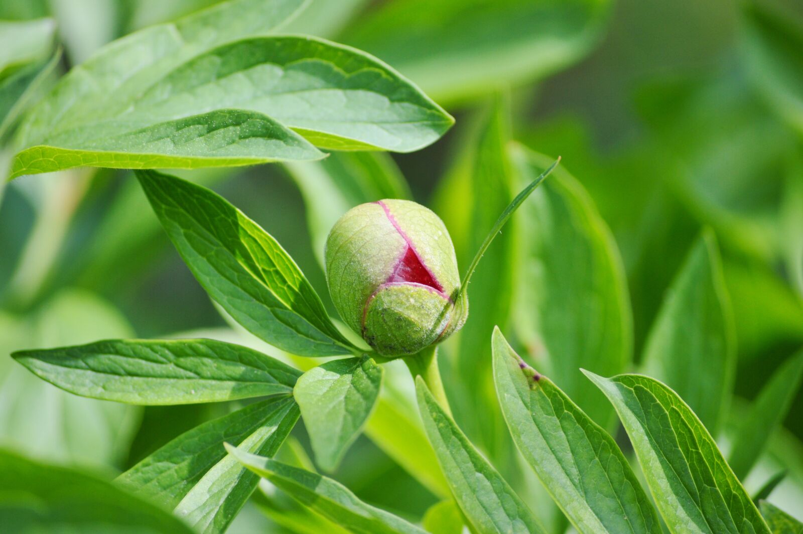 Nikon D3200 sample photo. Peony, flower, bud photography
