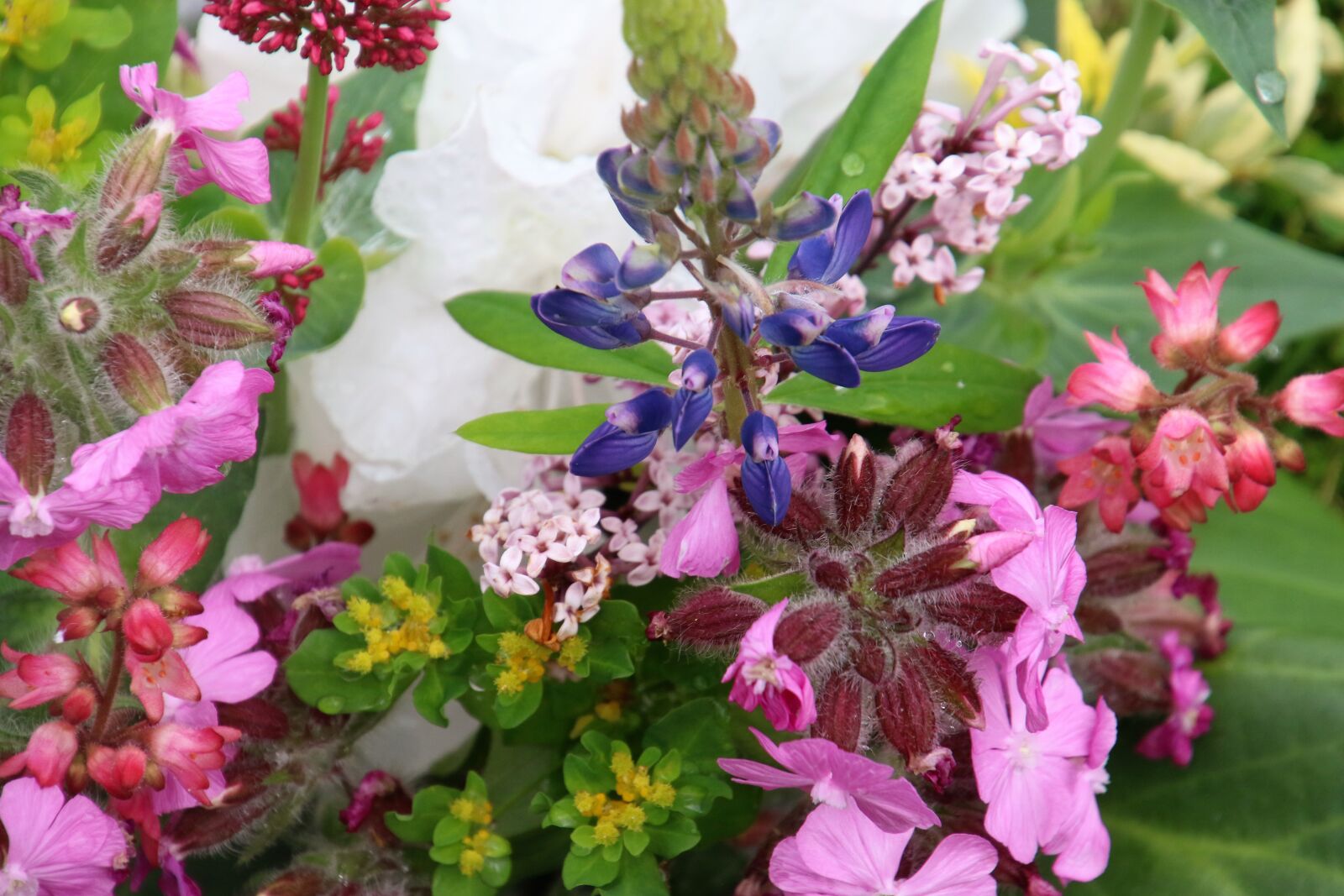 Canon EOS 7D Mark II sample photo. Bunch, of, flowers, flowers photography