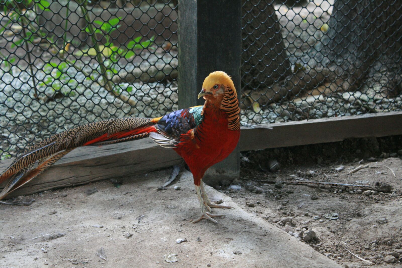 Canon EOS 400D (EOS Digital Rebel XTi / EOS Kiss Digital X) sample photo. Chicken, animal, pets photography