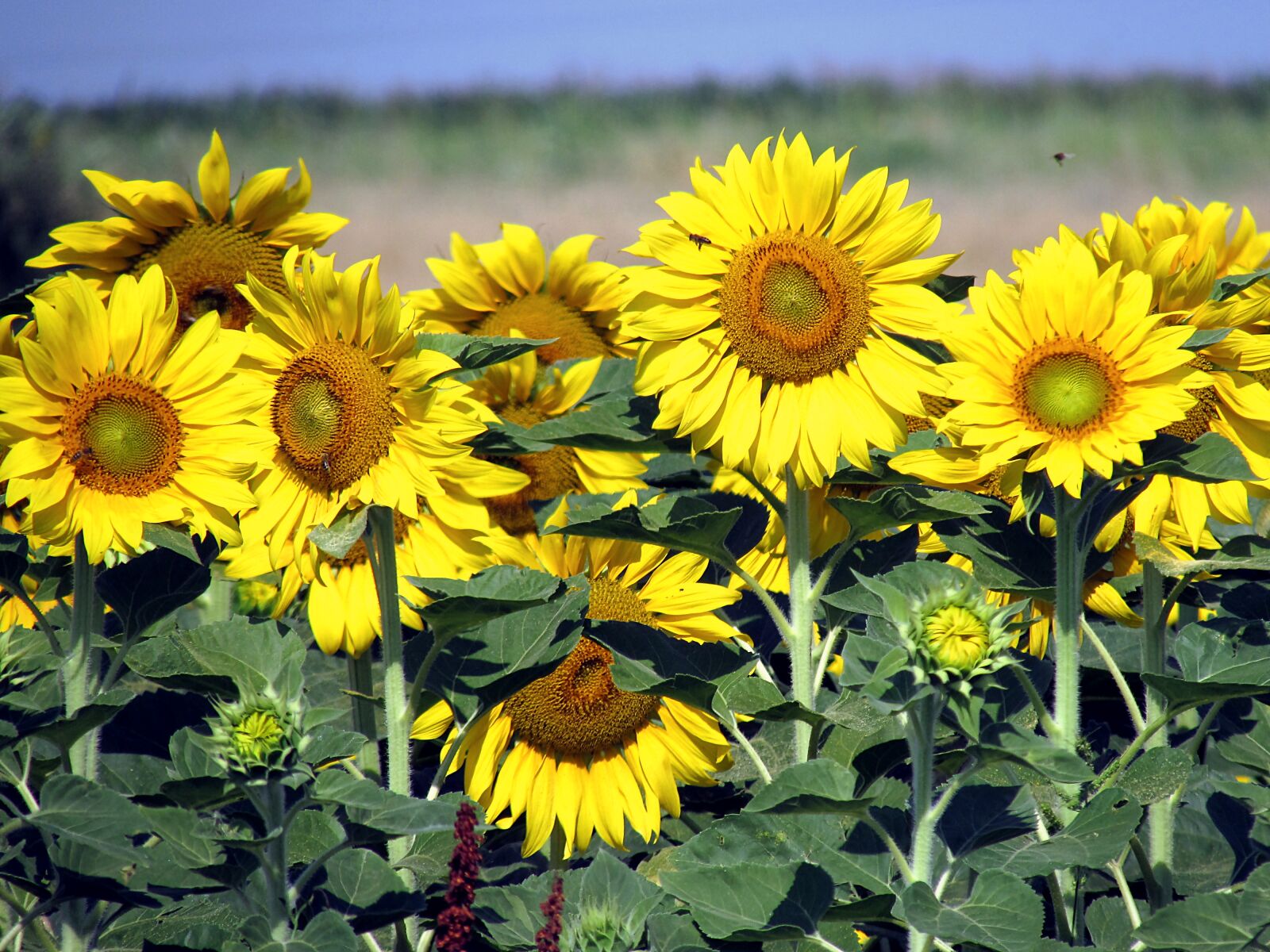 Canon PowerShot SX510 HS sample photo. Sunflower, sunflower, field, sunflowers photography