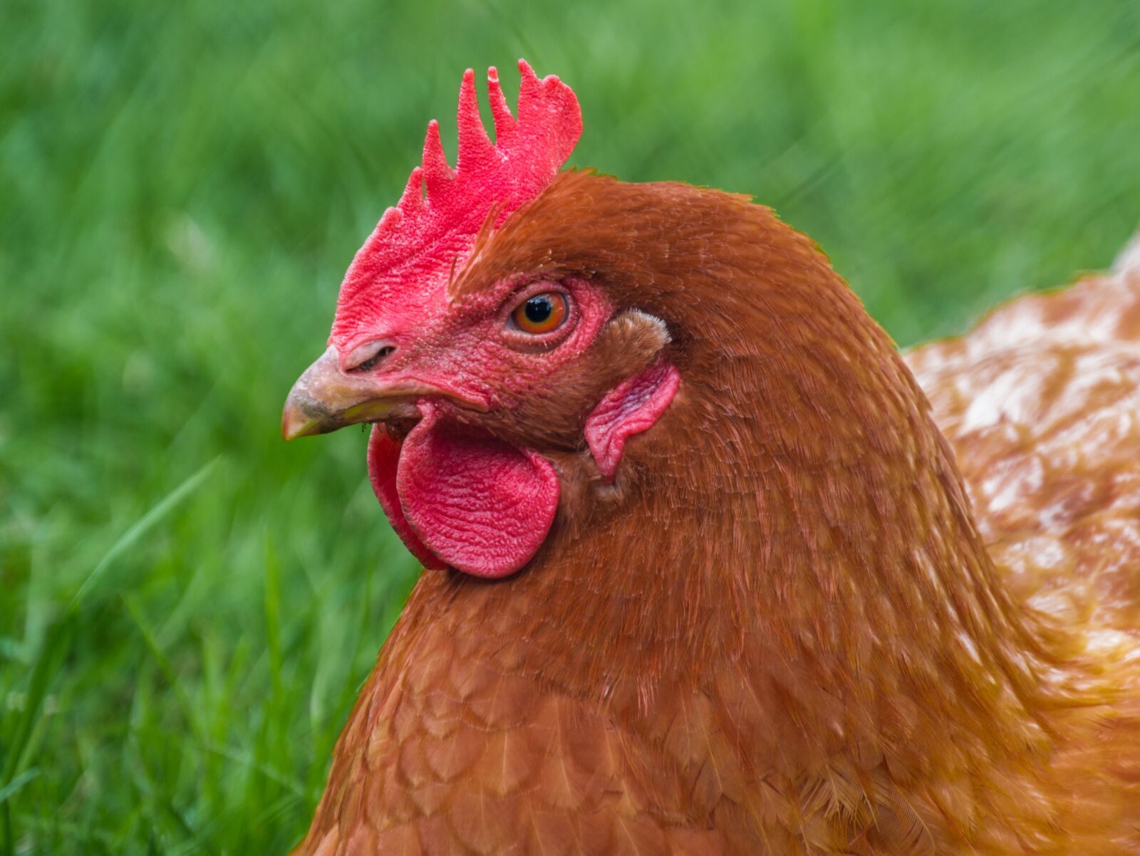 Panasonic DMC-G81 sample photo. Chicken, hen, animal portrait photography