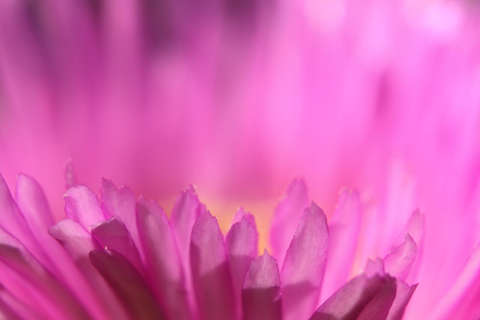 Canon EOS 1000D (EOS Digital Rebel XS / EOS Kiss F) sample photo. Pink flower, macro, pigface photography