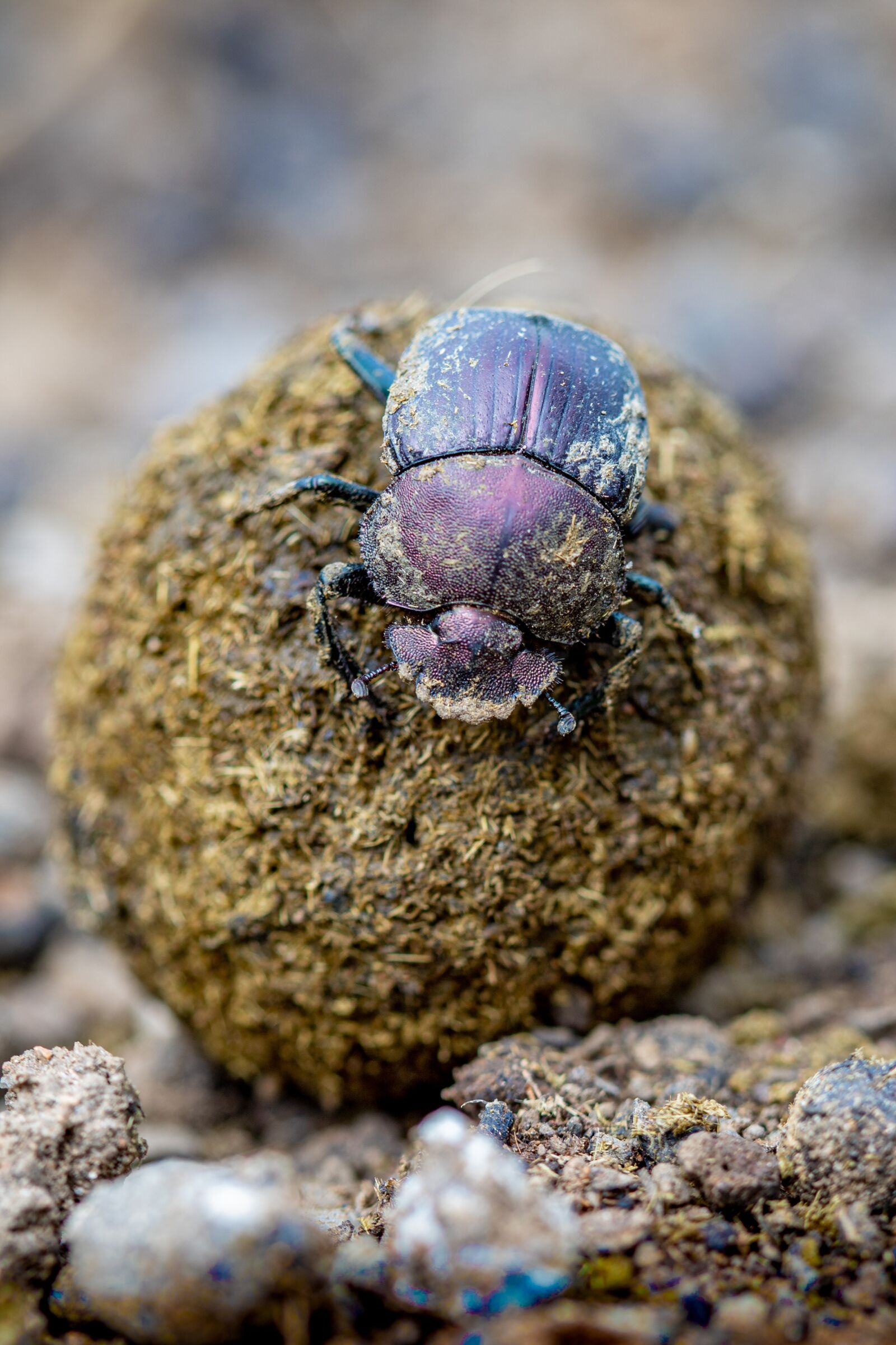 Canon EOS 6D Mark II sample photo. Scarab, insect, dung beetle photography