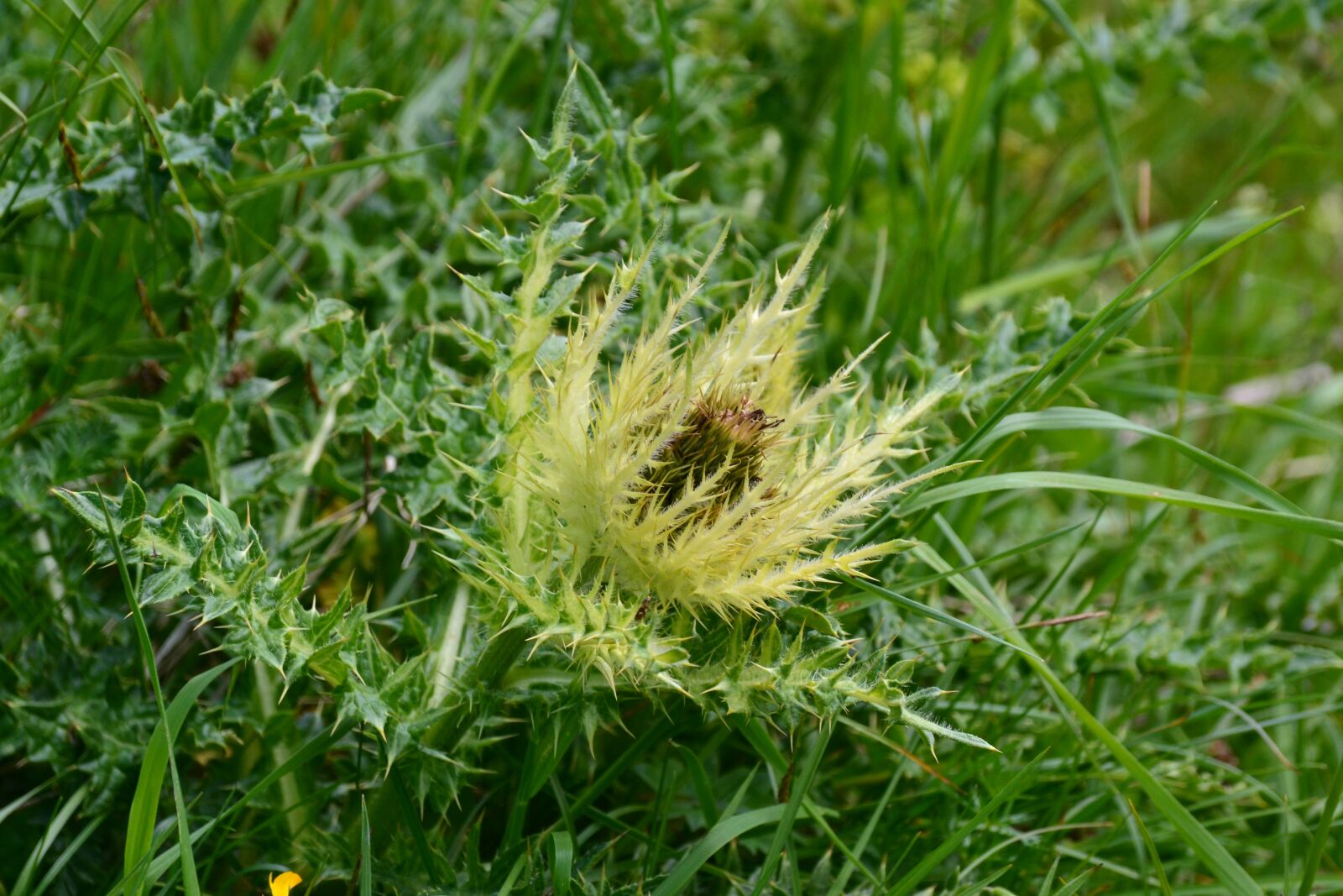 Nikon D3100 sample photo. Thistle, plant, close up photography