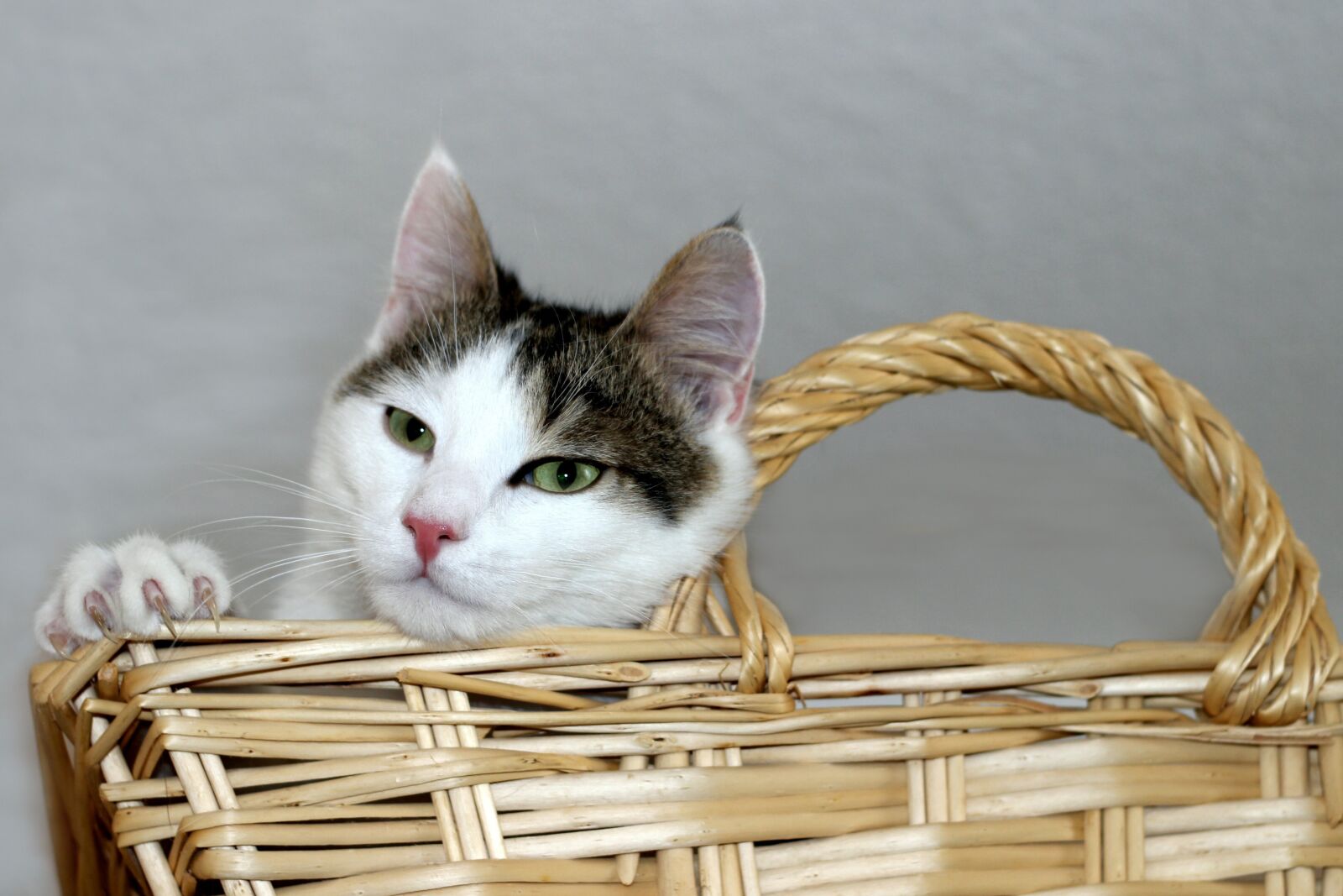 Canon EOS 600D (Rebel EOS T3i / EOS Kiss X5) sample photo. Cat, domestic cat, basket photography