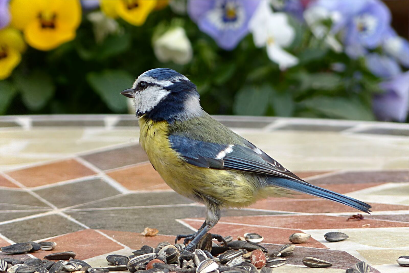 Panasonic Lumix DMC-FZ200 sample photo. Animal, bird, tit photography