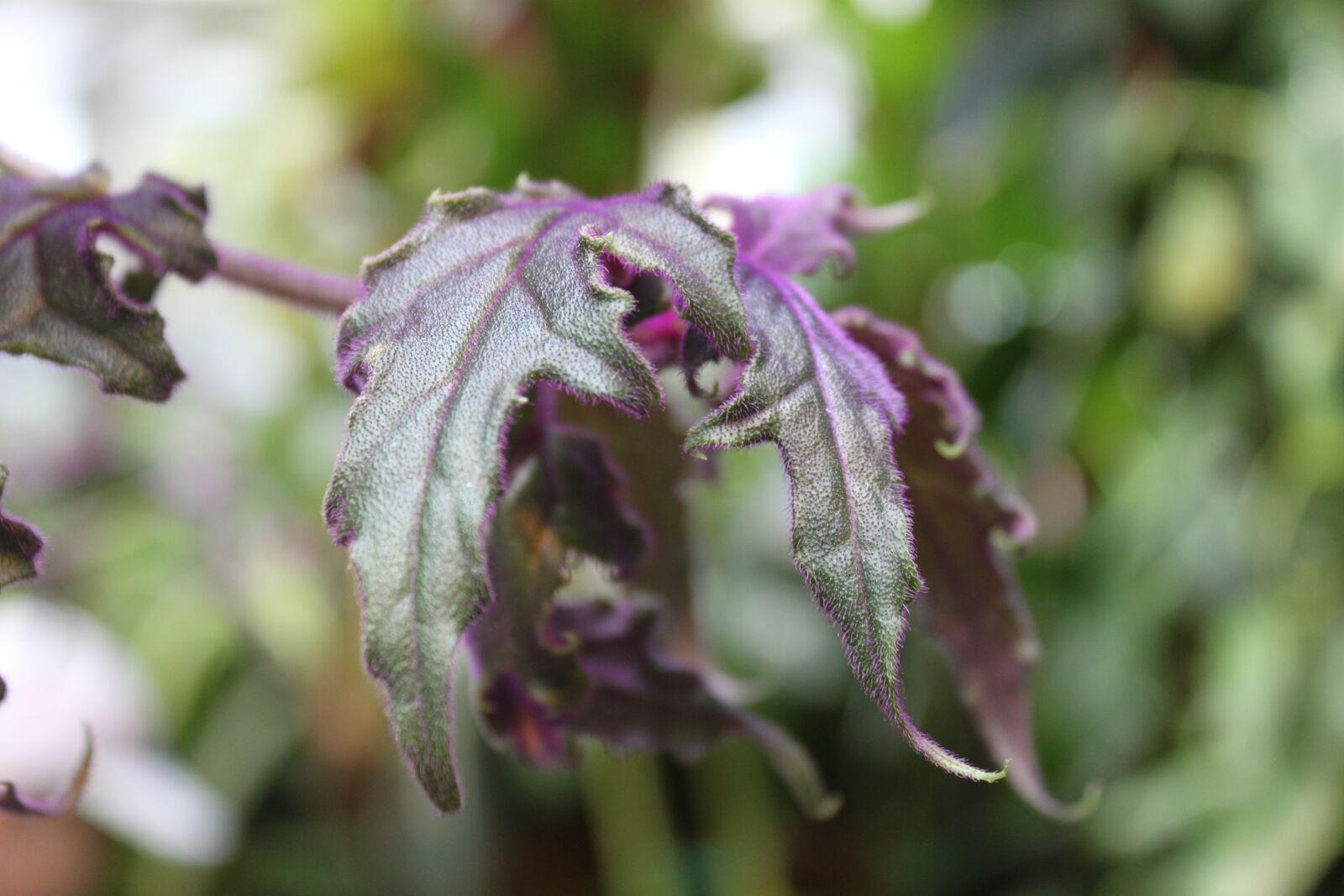 Canon EOS 500D (EOS Rebel T1i / EOS Kiss X3) sample photo. Plant, greenhouse, botanical garden photography