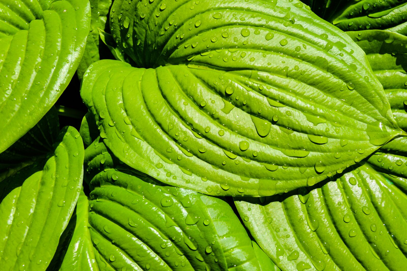Nikon D3200 sample photo. Leaves, plant, tropics photography