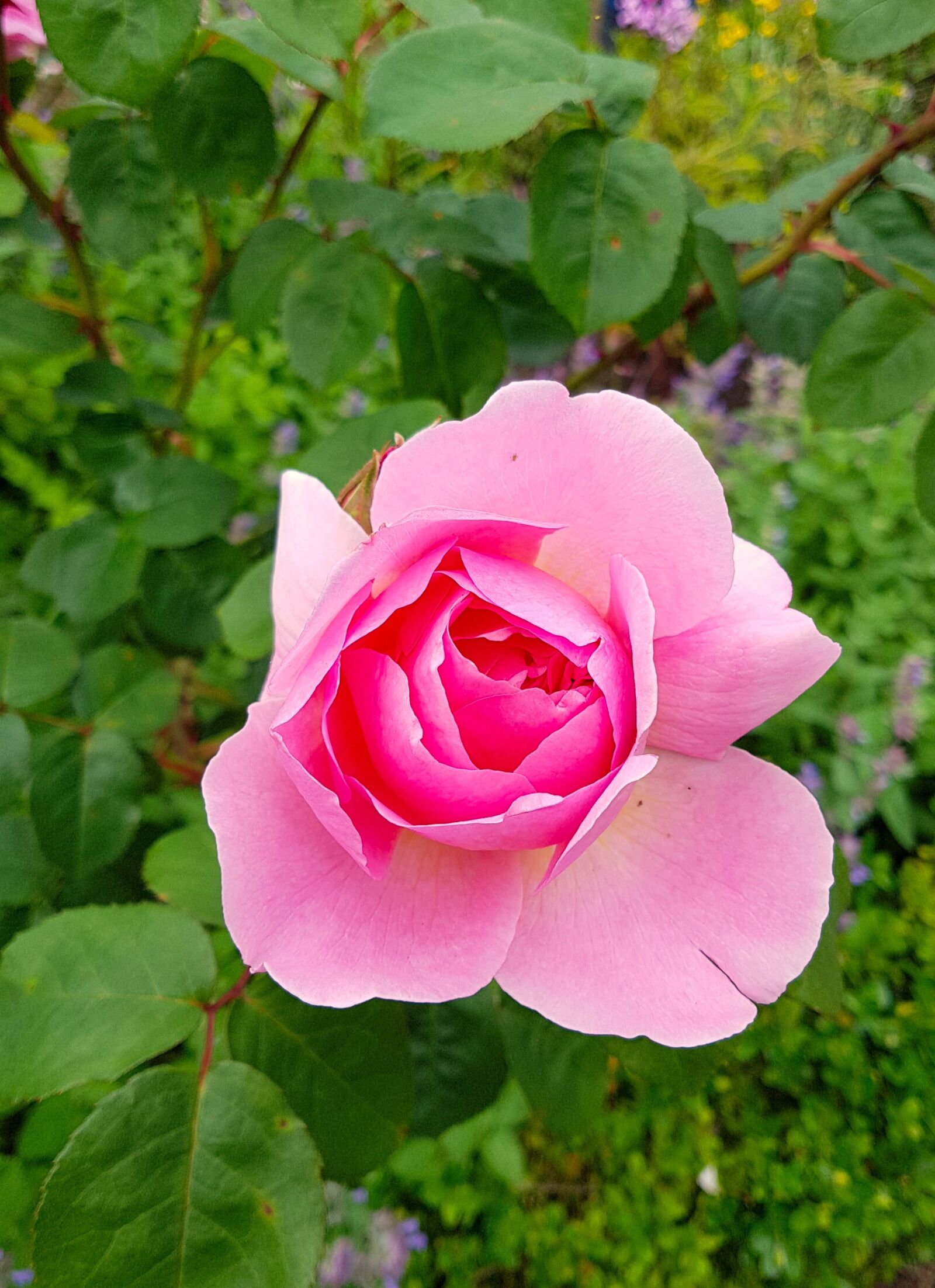 Samsung Galaxy S7 sample photo. Rose, floribunda, blossom photography