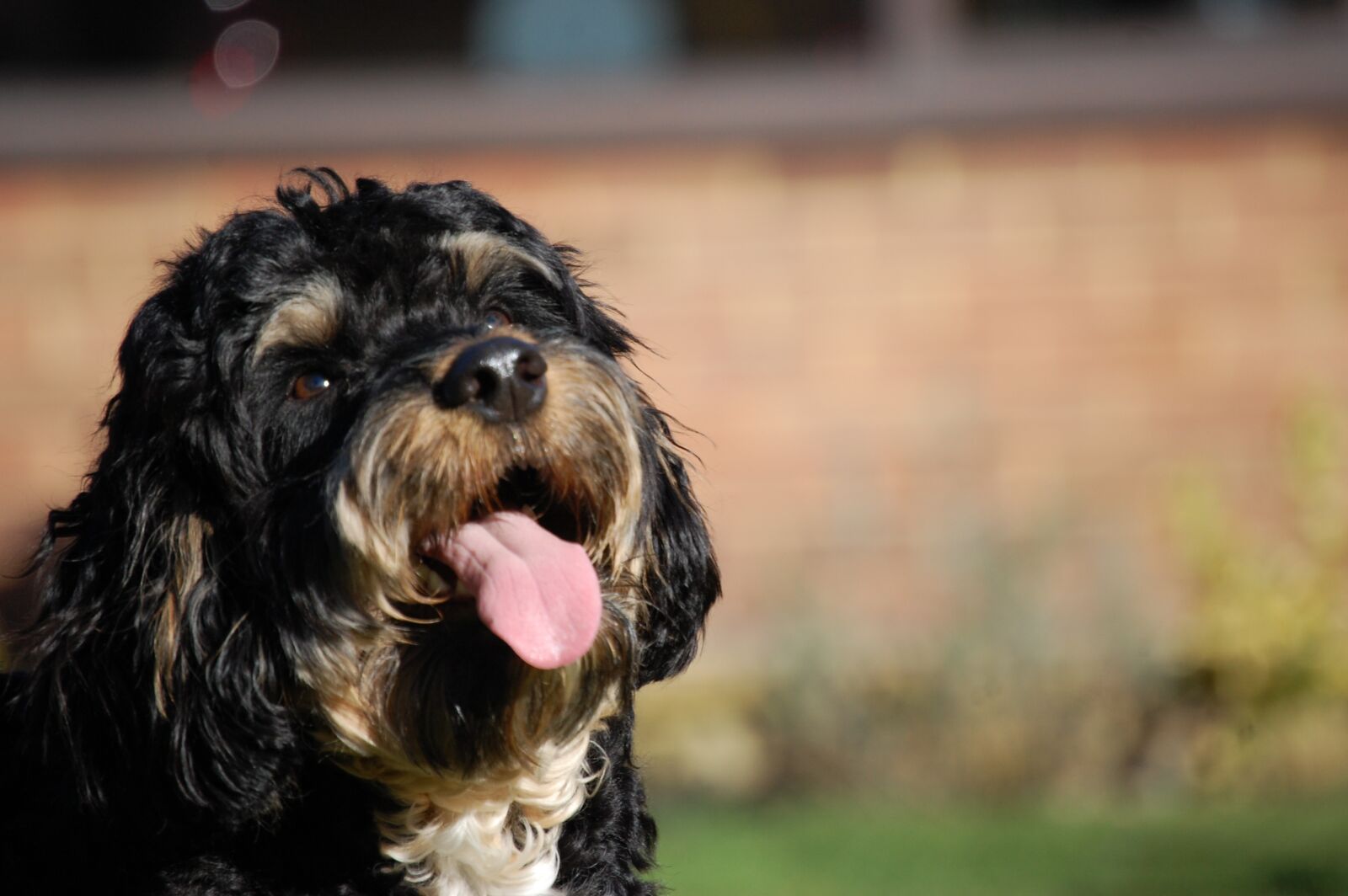 Nikon D40 sample photo. Sproodle, dog, phantom photography