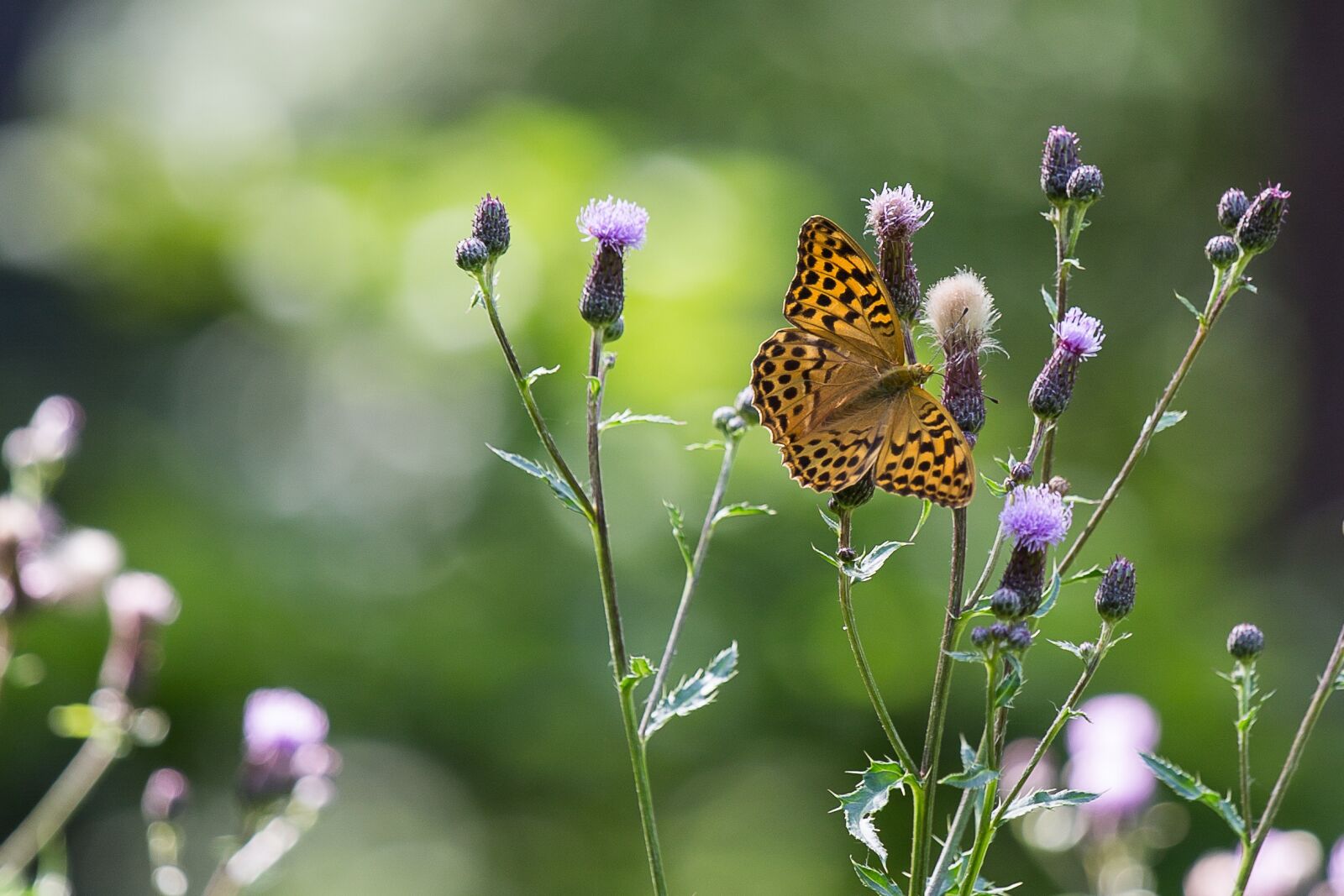 Canon EOS 5D Mark III + Canon EF 70-200mm F4L IS USM sample photo. Butterfly, vanessa cardui, thistle photography