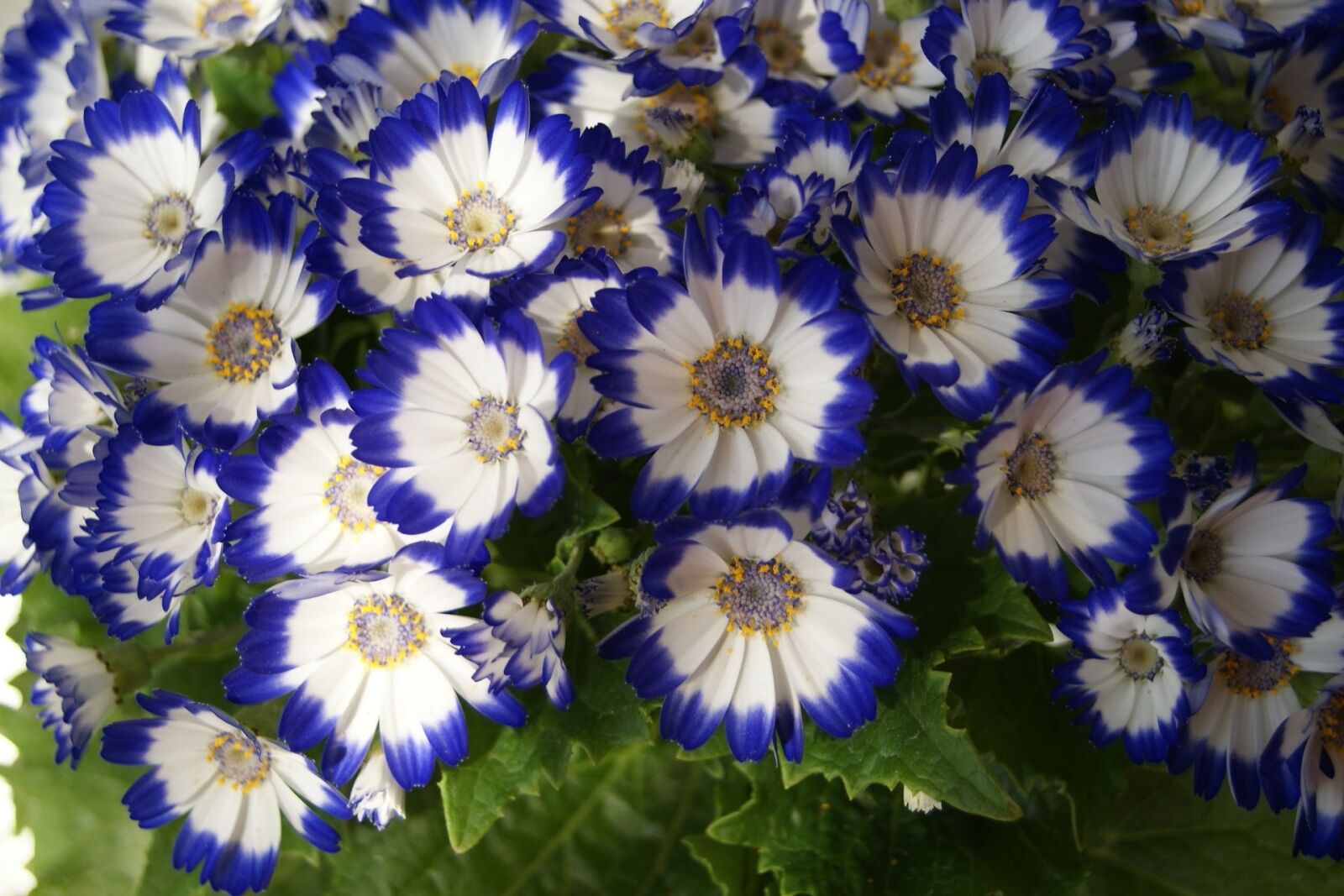 Sony Alpha DSLR-A200 sample photo. Summer flower, spring, nature photography