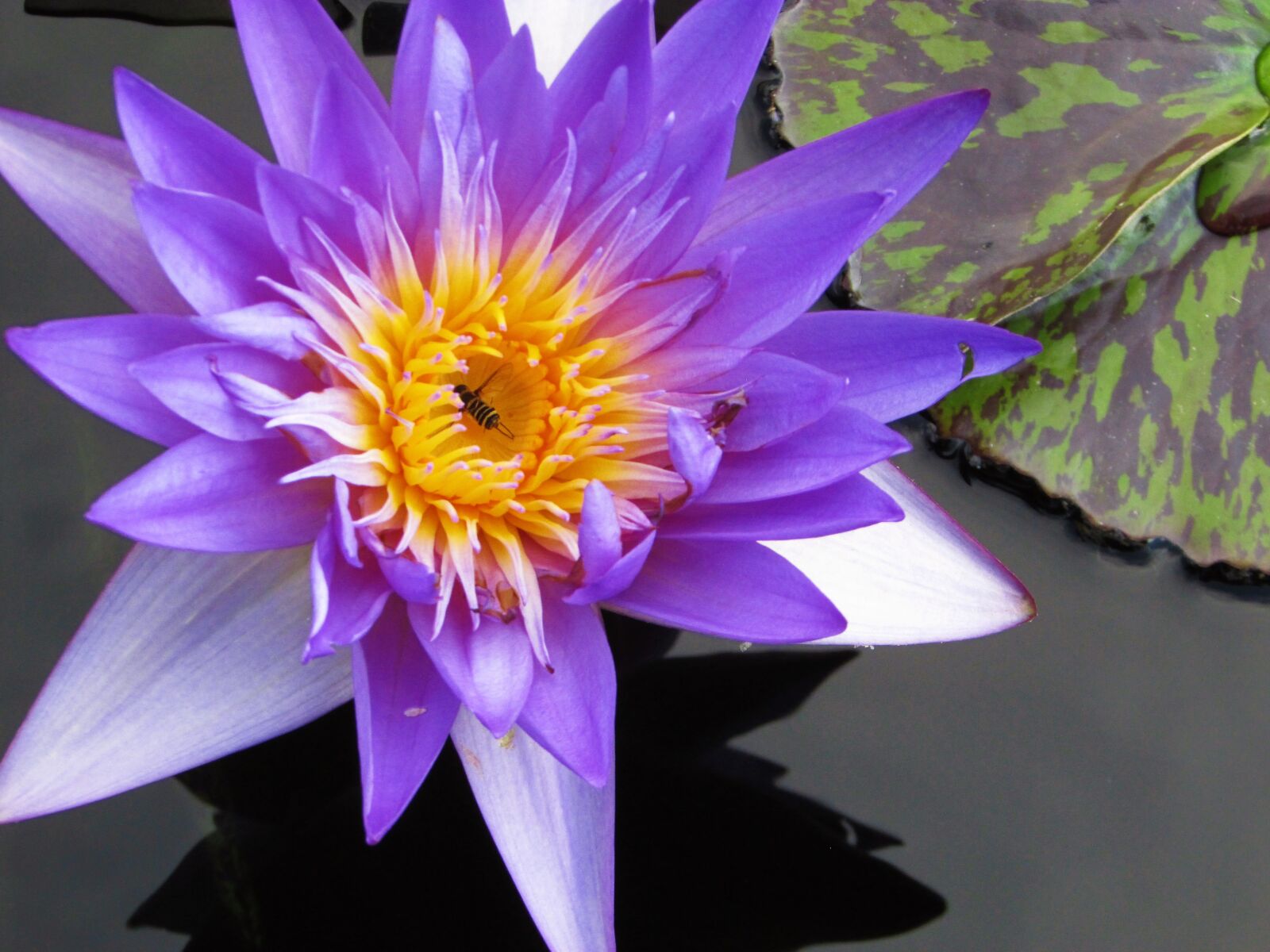 Canon PowerShot SX400 IS sample photo. Waterlily, purple, pond photography