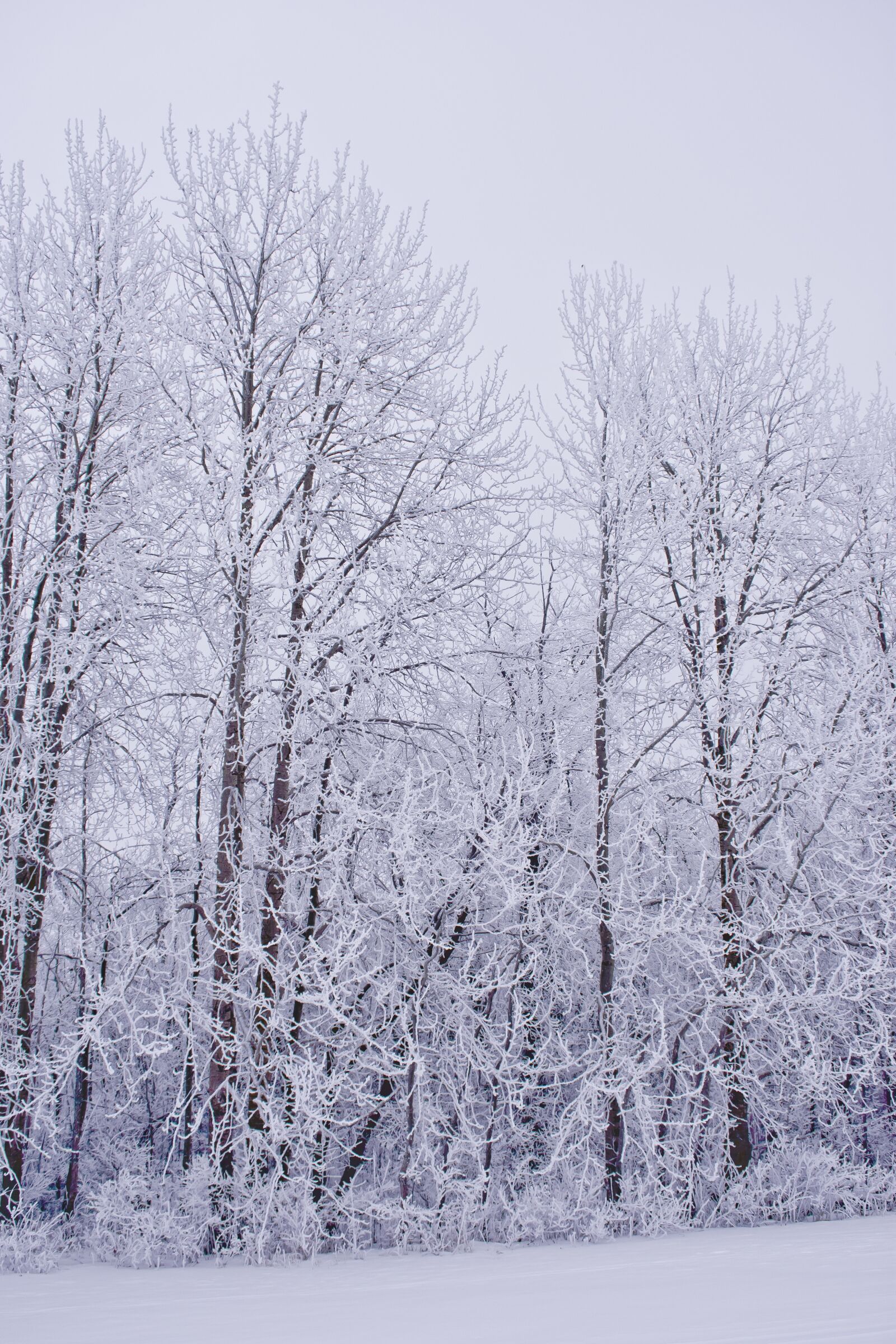 Nikon D3400 sample photo. Winter, frost, cold photography