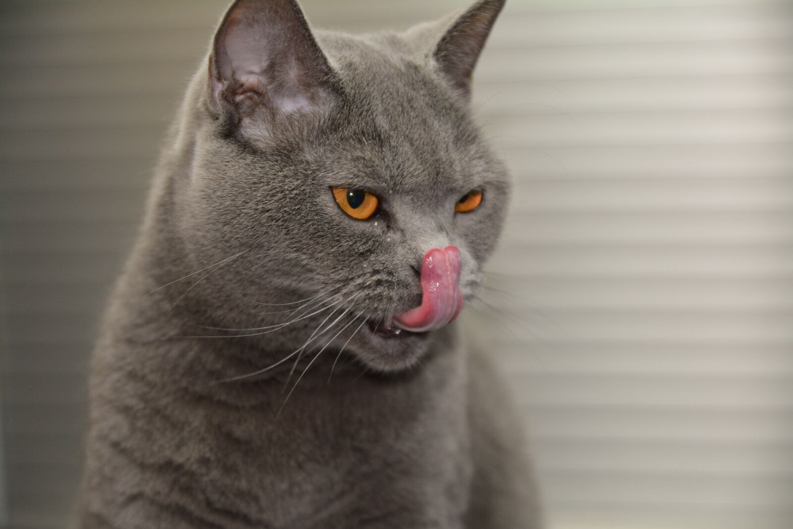 Nikon D7100 sample photo. Cat, animal, pet photography