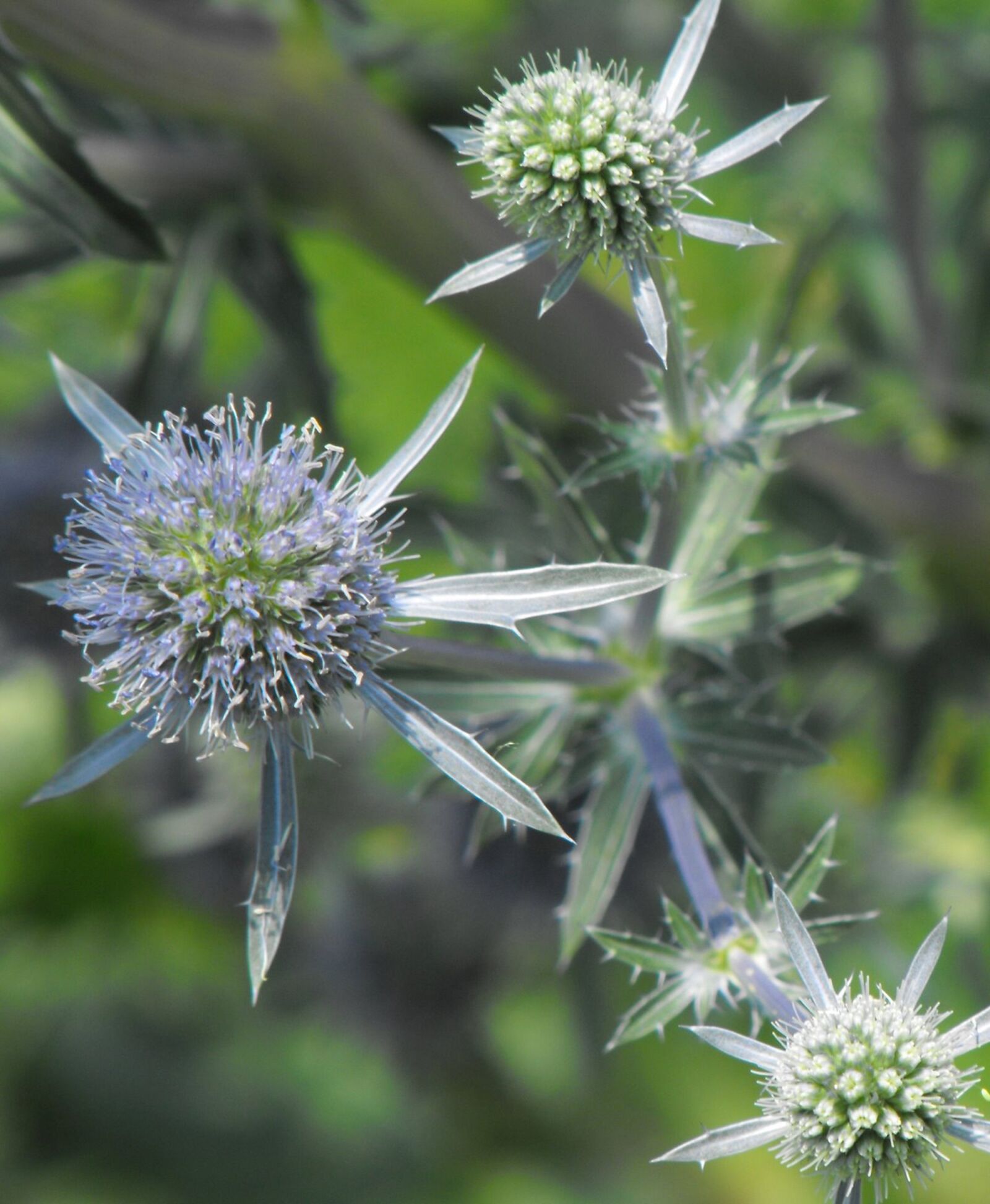 Fujifilm FinePix S1000fd sample photo. Thistle, flower, plant photography