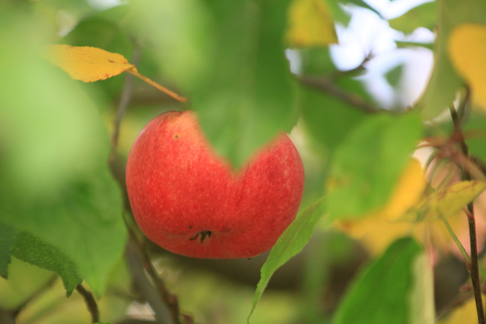 Canon EOS 550D (EOS Rebel T2i / EOS Kiss X4) sample photo. Apple, red, green photography