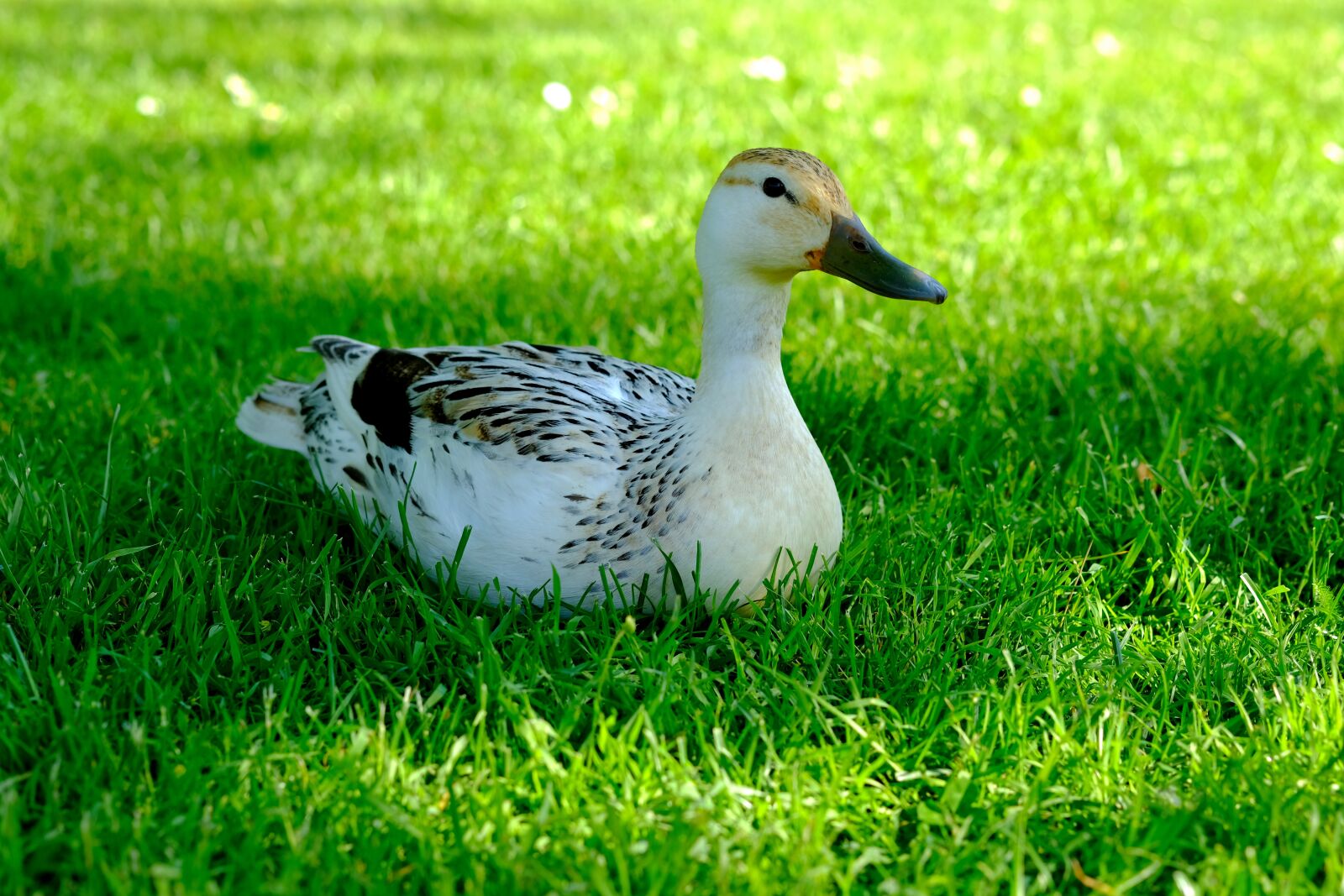 Fujifilm X-T20 sample photo. Duck, white, animal photography