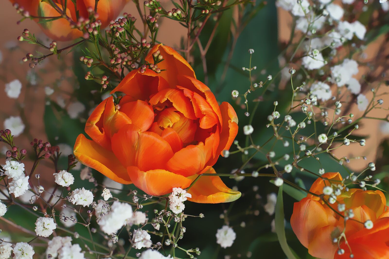 Nikon D7100 sample photo. Flower, tulip, orange photography