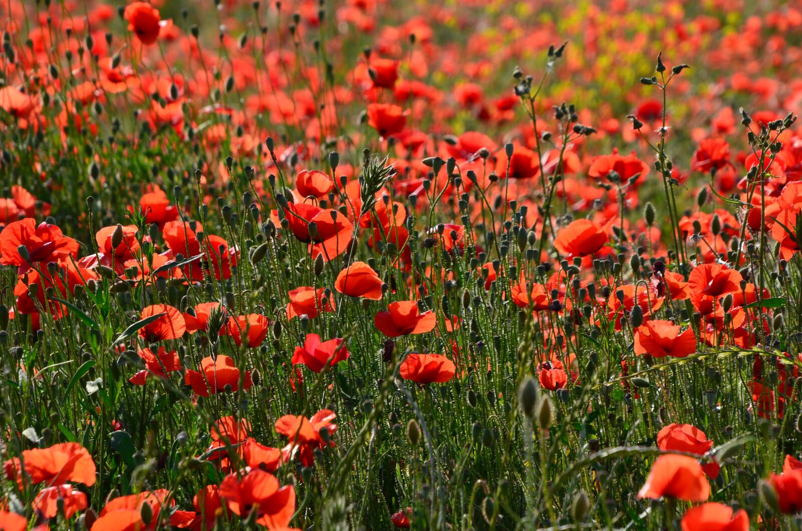 Nikon D7000 sample photo. Poppy, flower, prairie photography