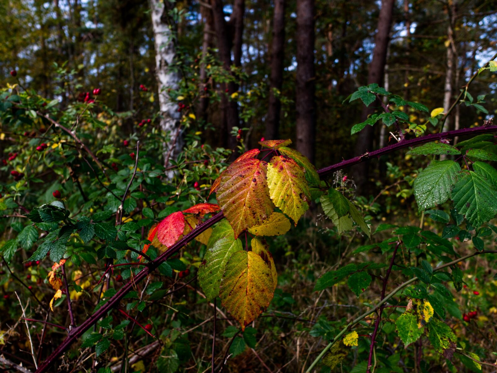 Panasonic Leica DG Summilux 15mm F1.7 ASPH sample photo. Autumn, leaves, colorful photography