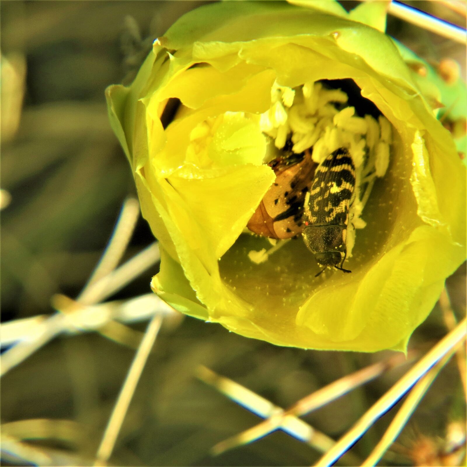 Canon PowerShot SX50 HS sample photo. Cactus, insect, yellow flower photography