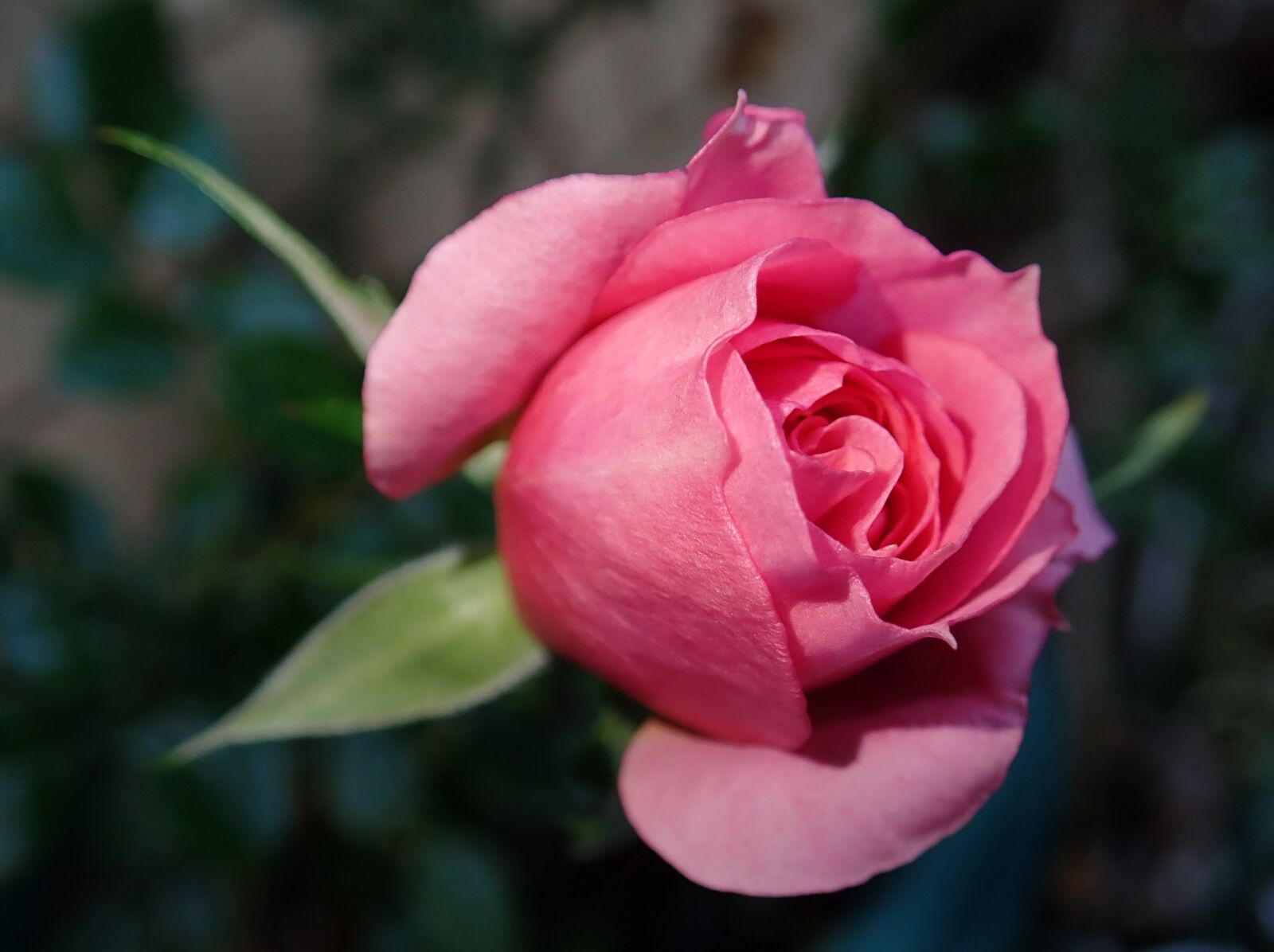 Olympus TG-5 sample photo. Rose, bud, pink photography