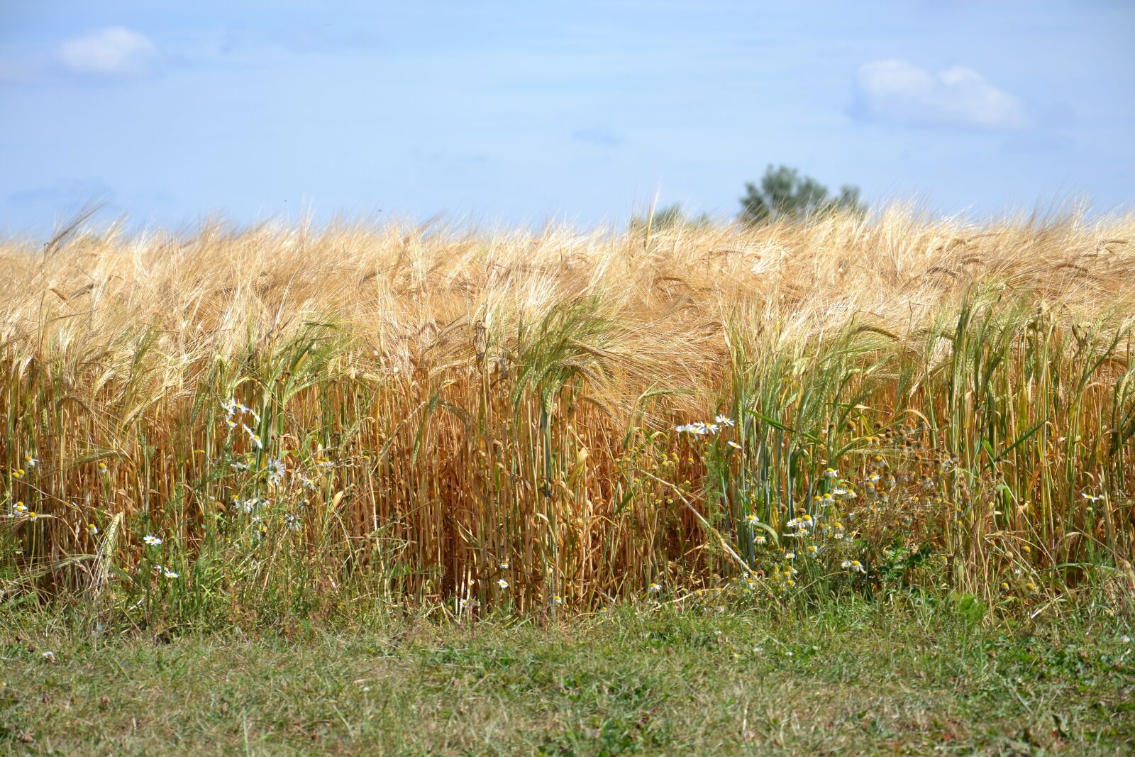 Nikon D3100 sample photo. Vein, barley, nature photography