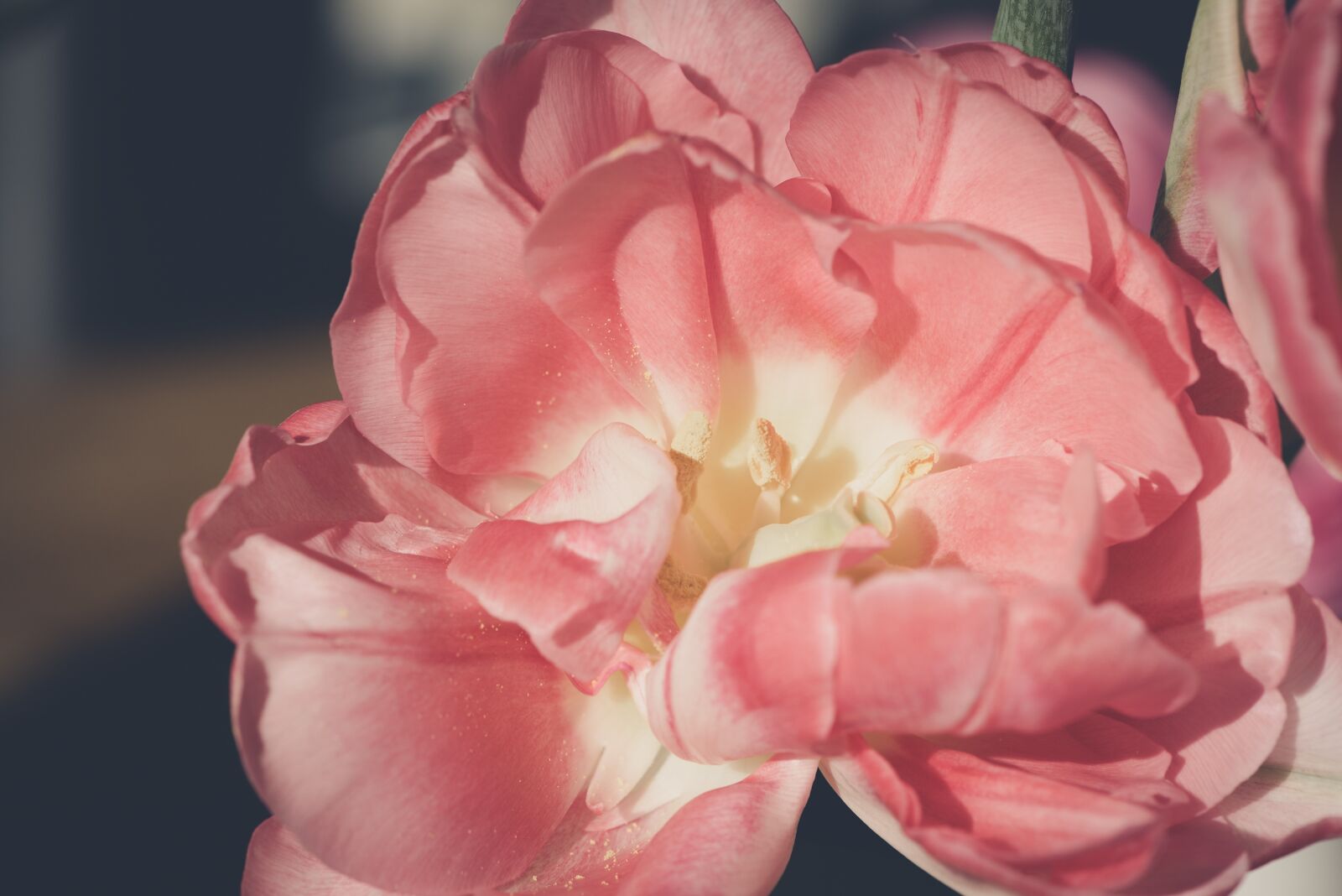 Nikon D750 sample photo. Blossom, bloom, petals photography