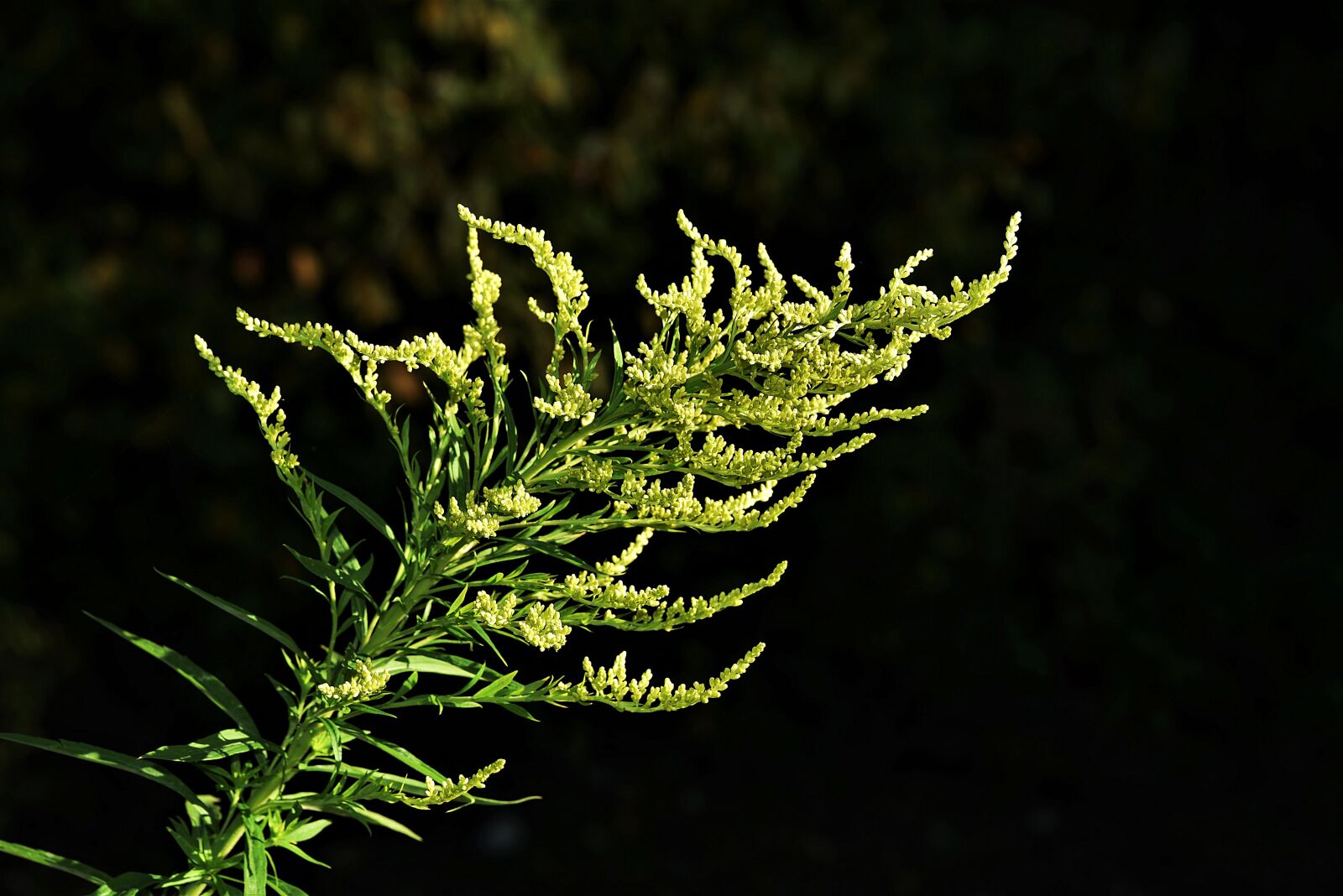 Nikon D750 sample photo. Plant, galium, nature photography