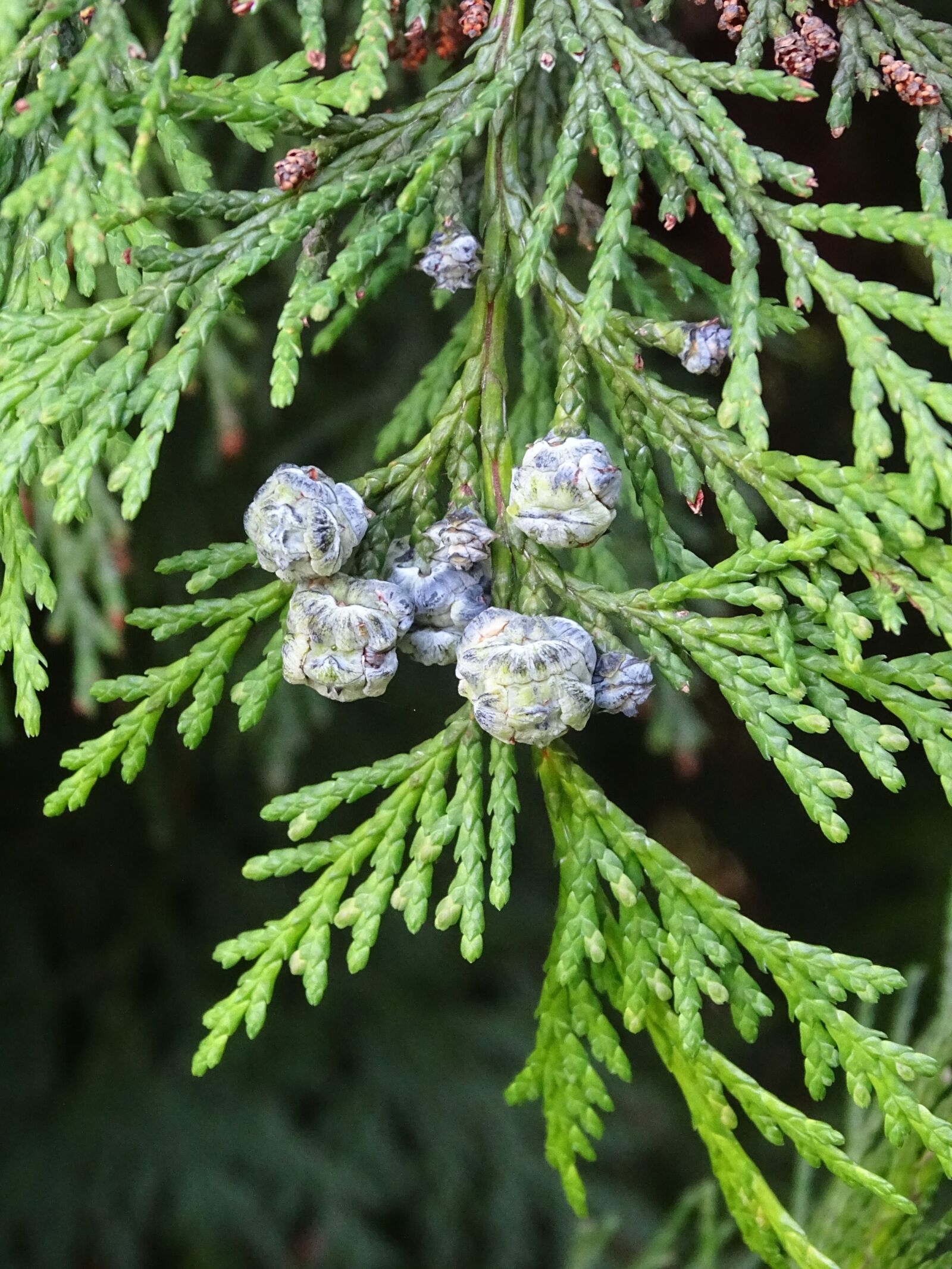 Sony Cyber-shot DSC-HX400V sample photo. Conifer, conifers, pine photography