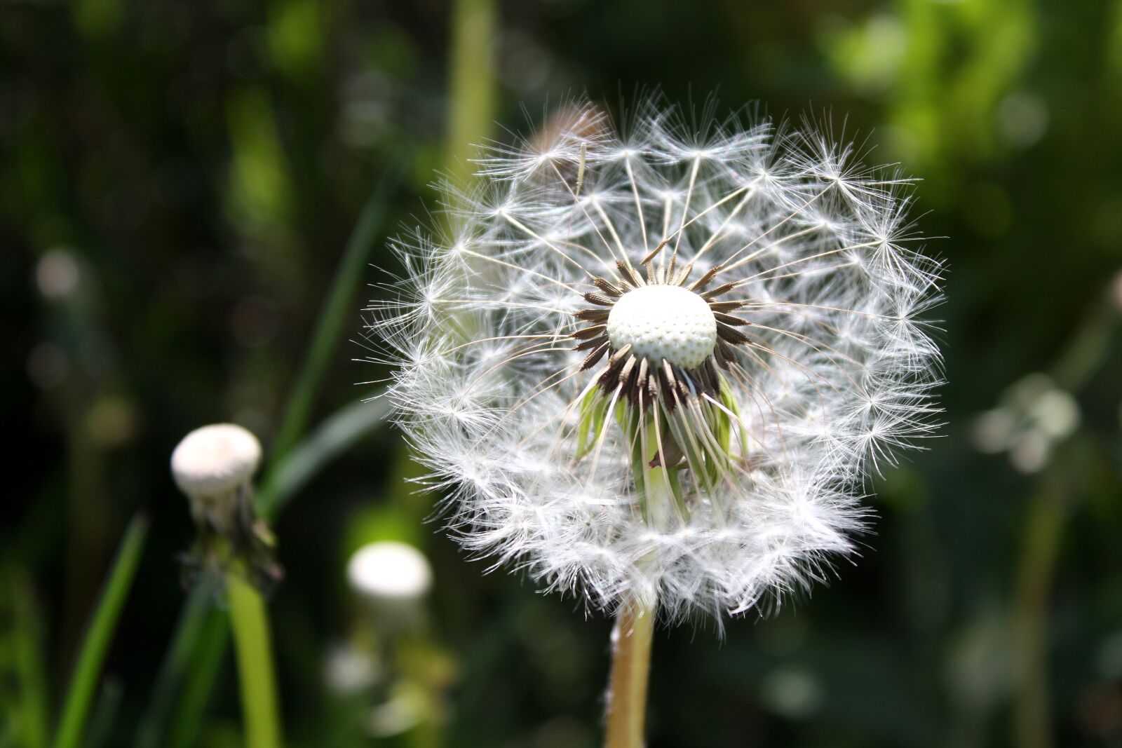 Canon EOS 450D (EOS Rebel XSi / EOS Kiss X2) sample photo. Dandelion, plant, close up photography