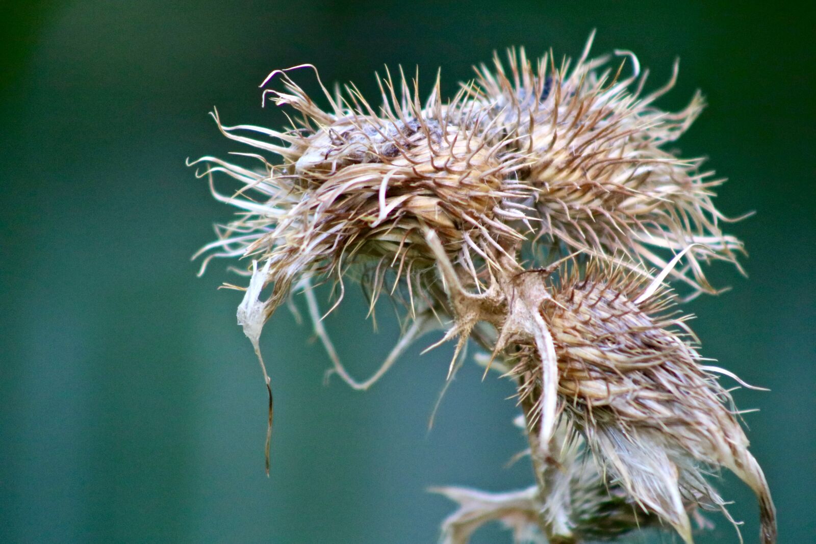Canon EOS 750D (EOS Rebel T6i / EOS Kiss X8i) sample photo. Thistle, faded, autumn photography