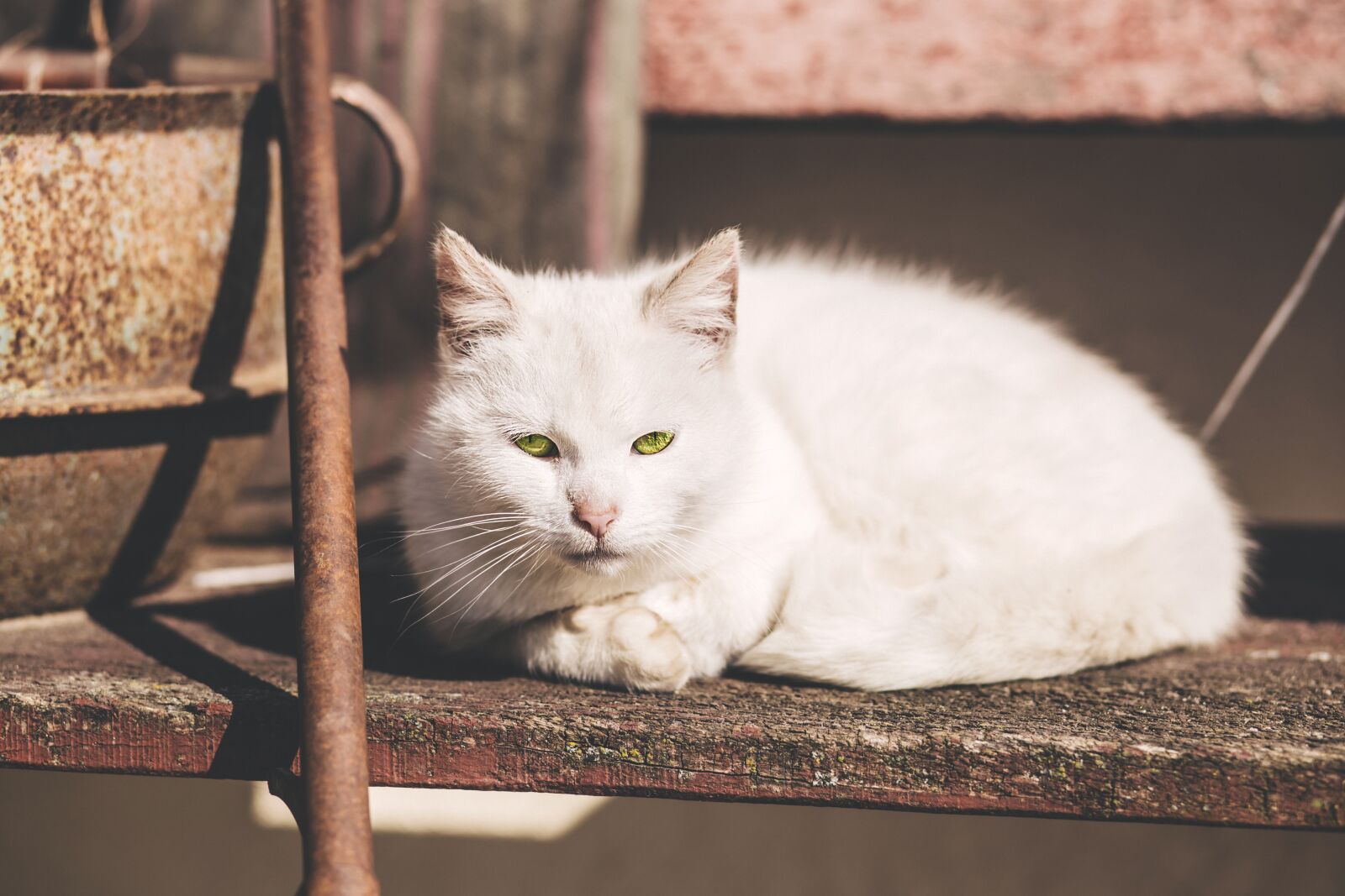 Canon EF 85mm F1.8 USM sample photo. Animals, adorable, beautiful photography