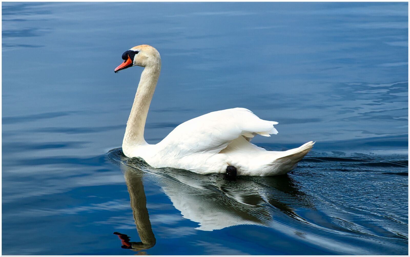 Canon EF75-300mm f/4-5.6 sample photo. Swan, water, plumage photography