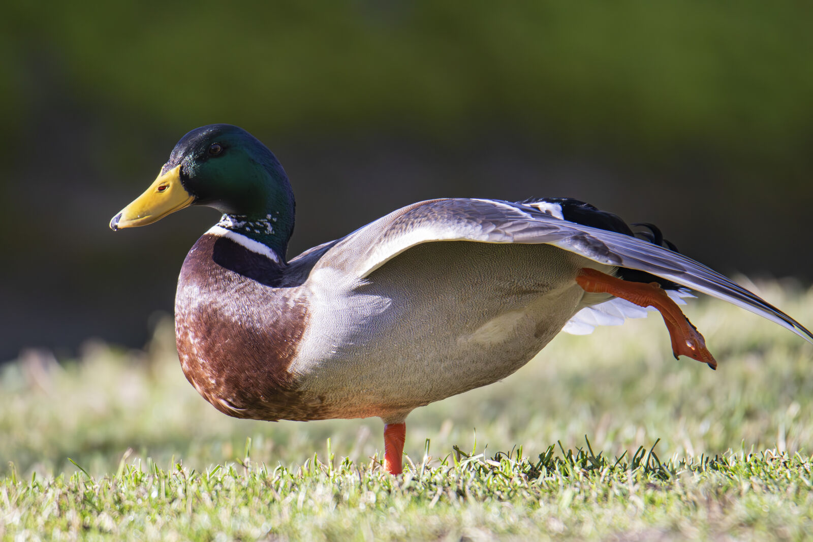 Canon EOS 7D Mark II sample photo