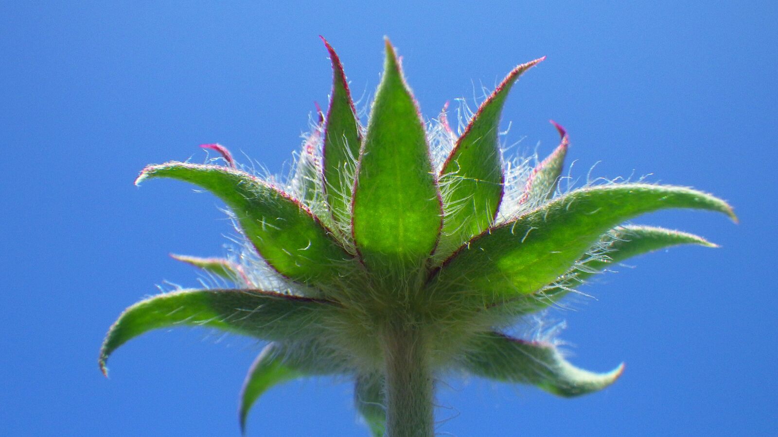 Pentax Optio WG-2 sample photo. Plant, flower, flowers photography