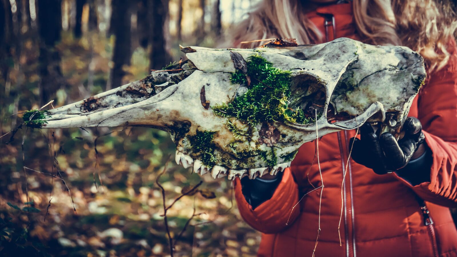 Sony a6000 + Sony Vario-Tessar T* E 16-70mm F4 ZA OSS sample photo. Bone, forest, skull photography