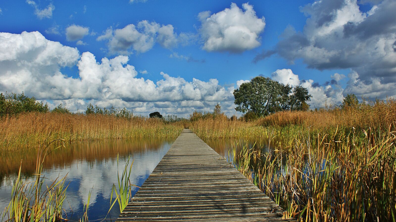 Sony Alpha DSLR-A350 sample photo. Swamp, reed, nature photography