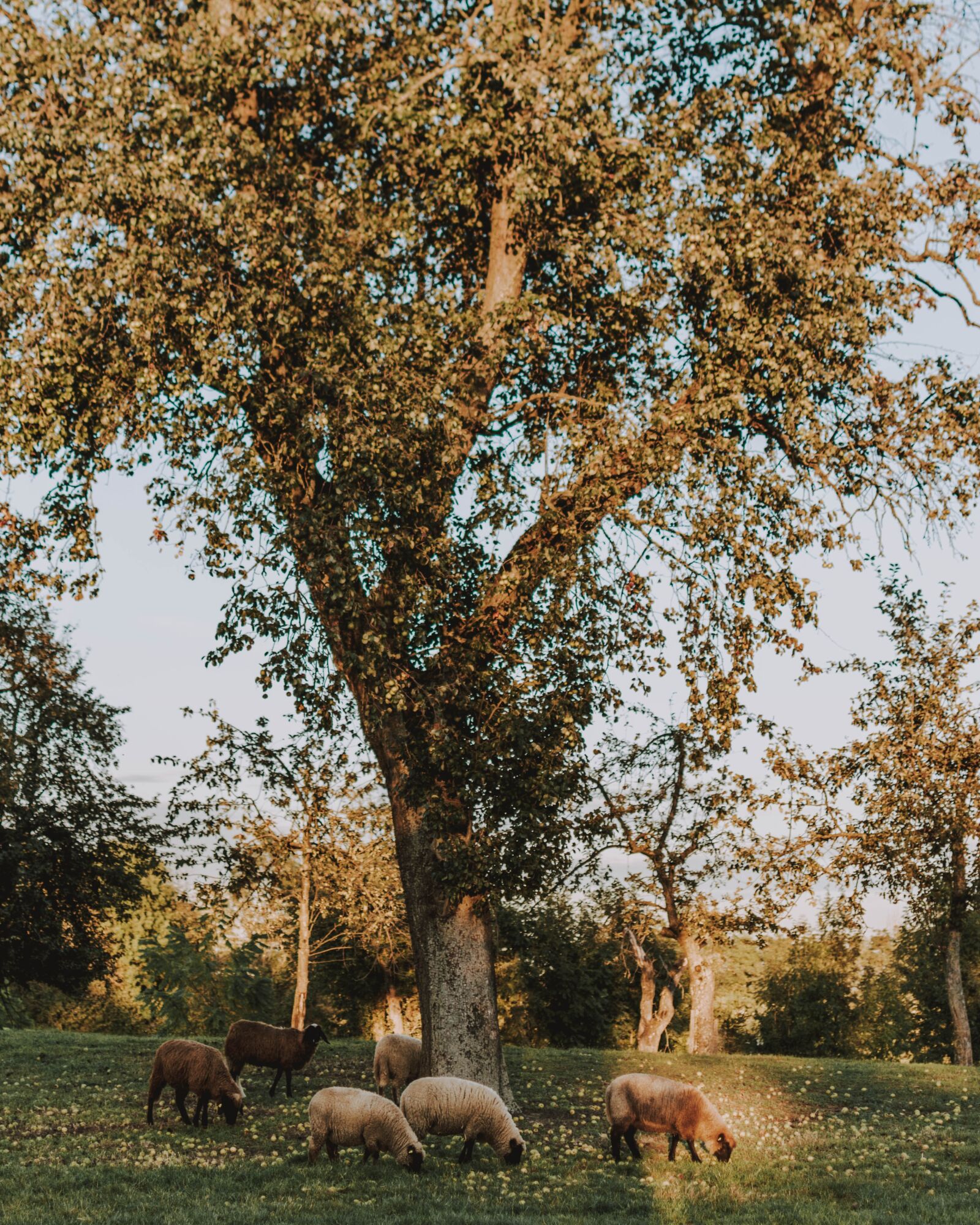 Nikon D5200 sample photo. Nature, landscape, forest photography