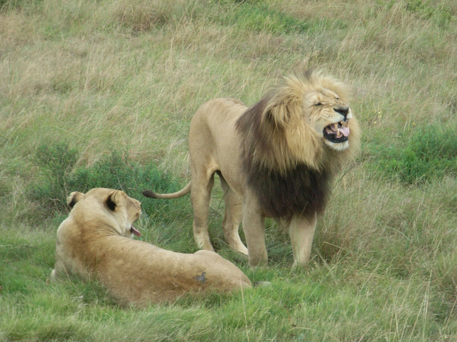 Ricoh Caplio R5 sample photo. South africa, lion, africa photography