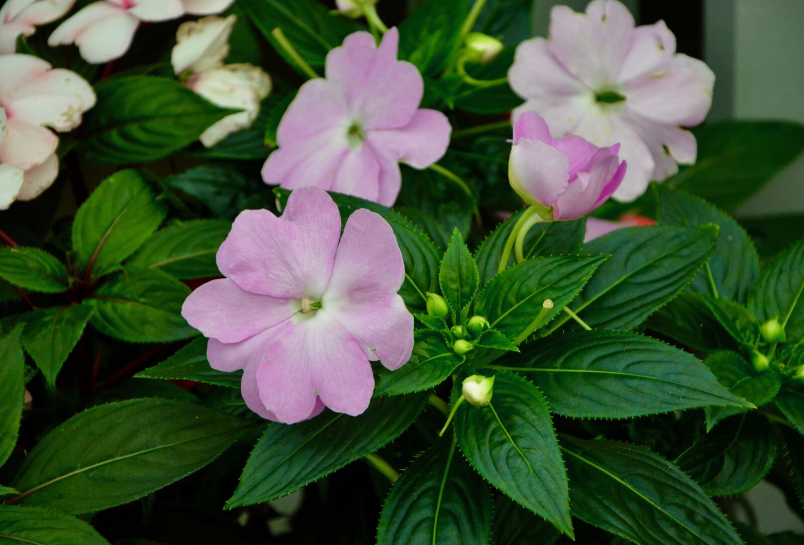 Nikon D5200 sample photo. Flowers, impatiens, green leaves photography