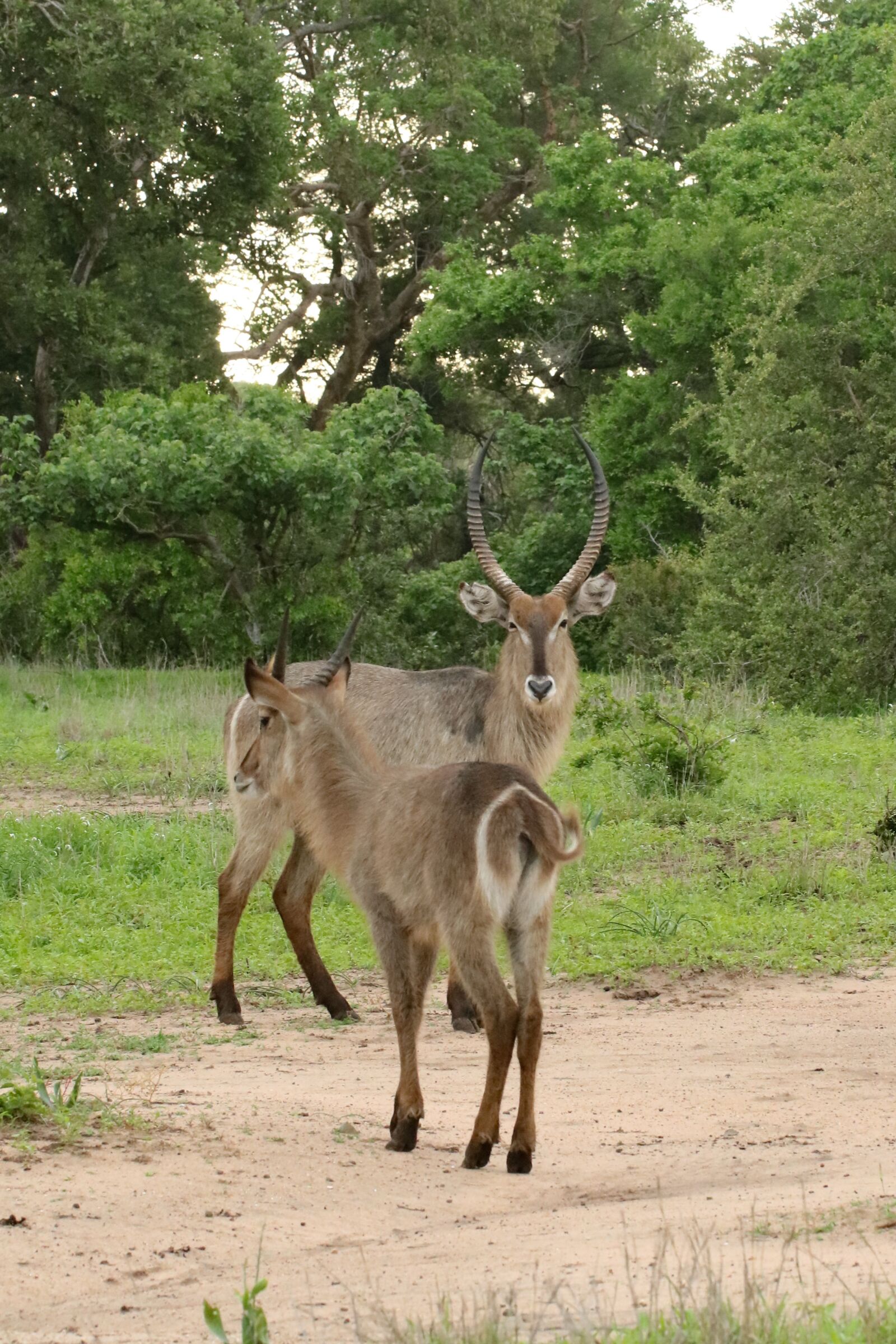 Canon EOS 750D (EOS Rebel T6i / EOS Kiss X8i) + Canon EF 100mm F2.8L Macro IS USM sample photo. Waterbuck, africa, couple photography