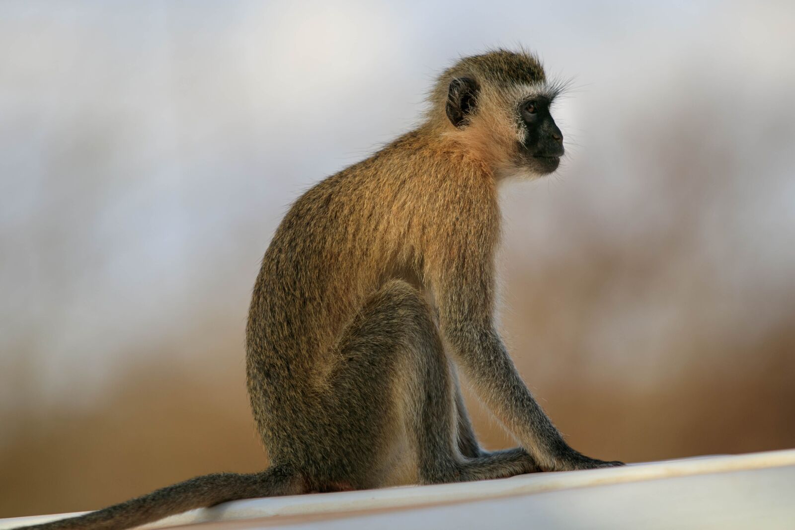 Canon EOS 80D sample photo. Monkey, africa, animal photography