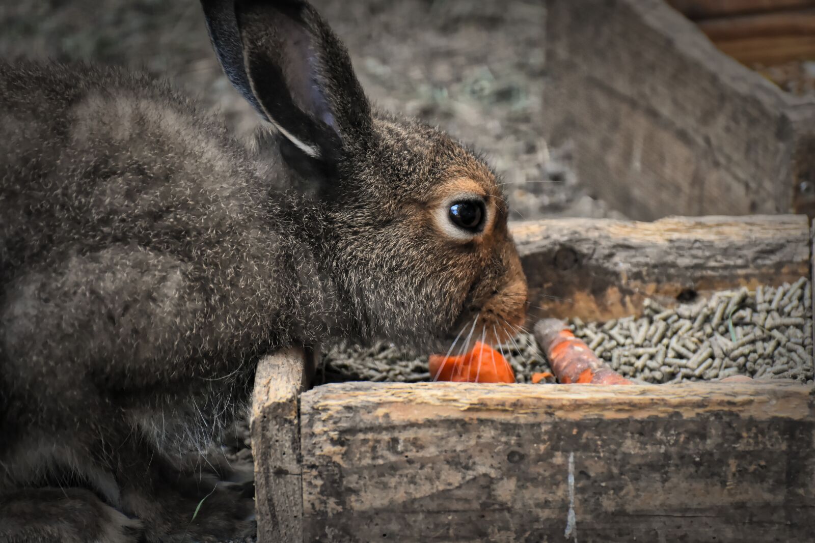 Nikon D7200 sample photo. Hare, rabbit, food photography