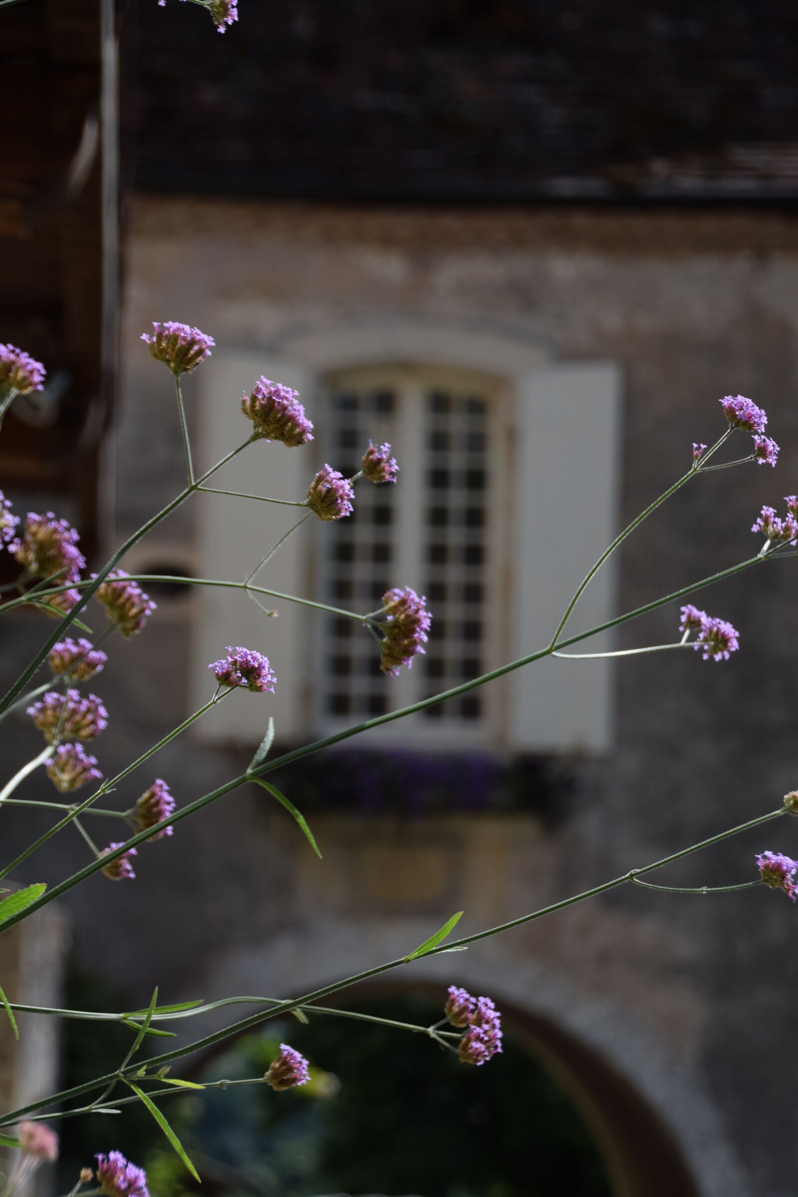 Nikon D3300 sample photo. Flowers, window, building photography