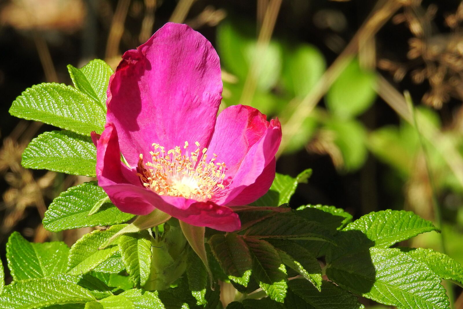 Nikon Coolpix P900 sample photo. Rose, potato rose, red photography