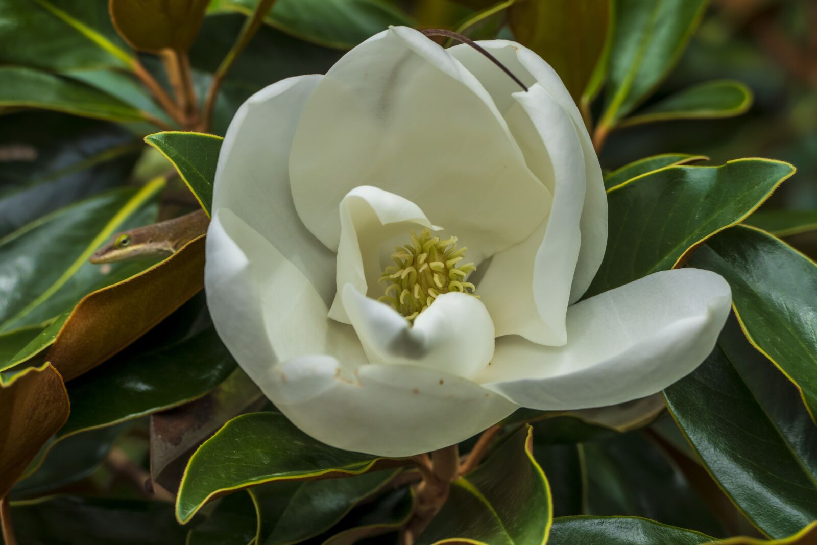 Panasonic Lumix DMC-FZ1000 sample photo. Flower, magnolia, spring photography