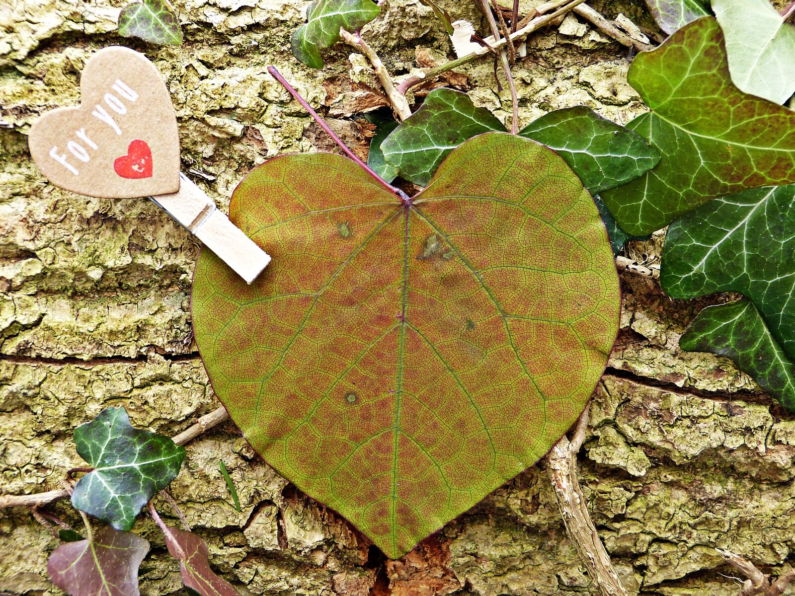 Panasonic Lumix DMC-FZ150 sample photo. For you, heart, leaf photography