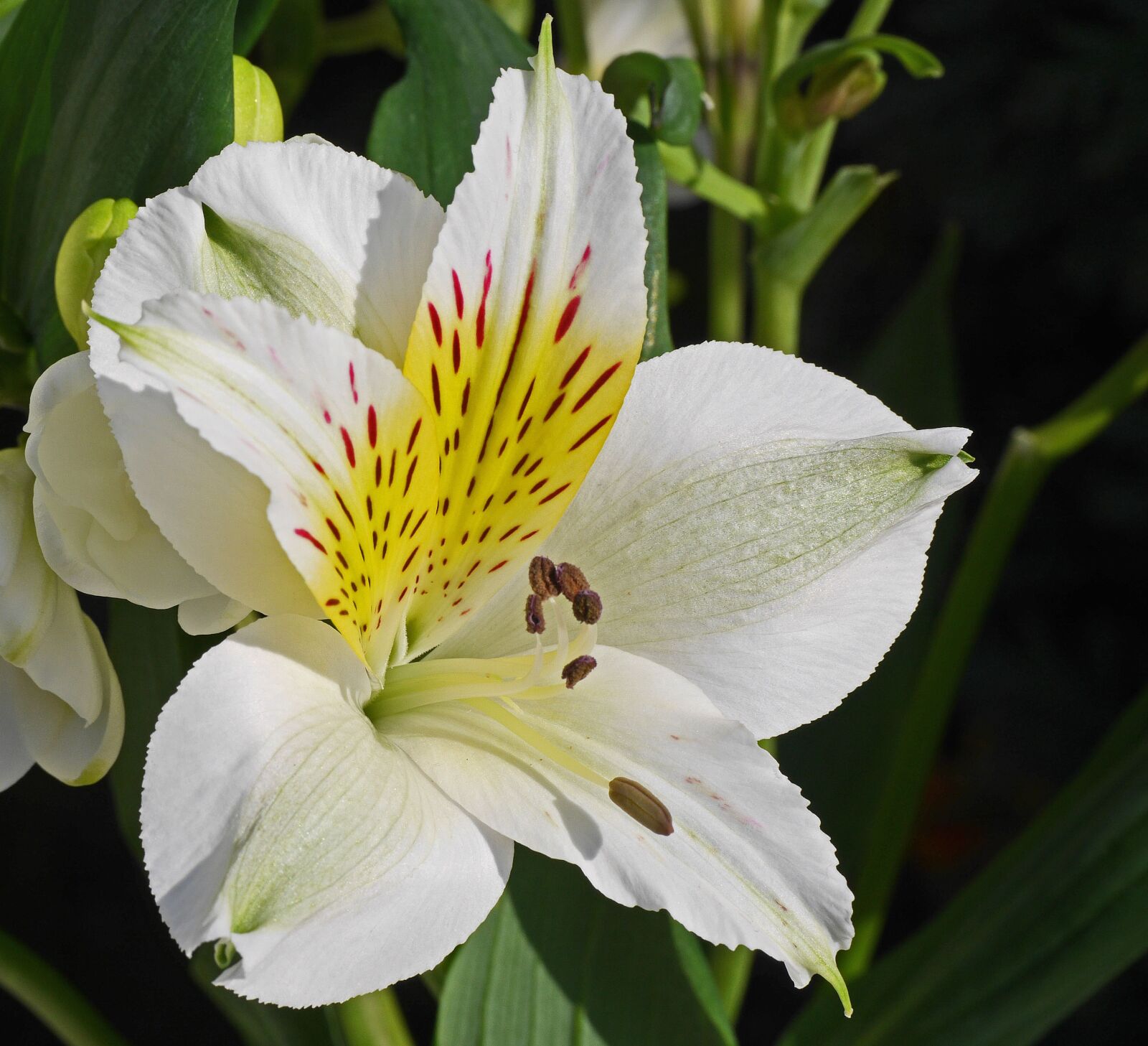 Panasonic Lumix DMC-GH3 sample photo. Lily, blossom, bloom photography